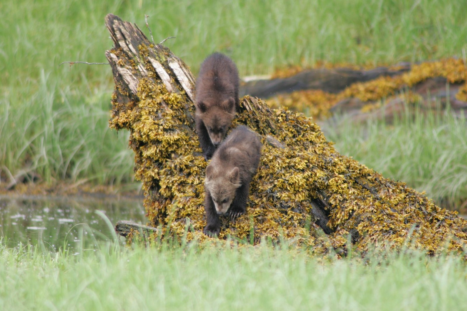 Two grizzly cubs climbing over a seaweed-covered log in the Khutzeymateen.