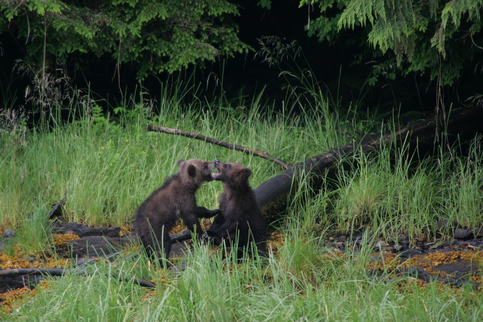 Two grizzly cubs playing in shoreline grass in the Khutzeymateen.