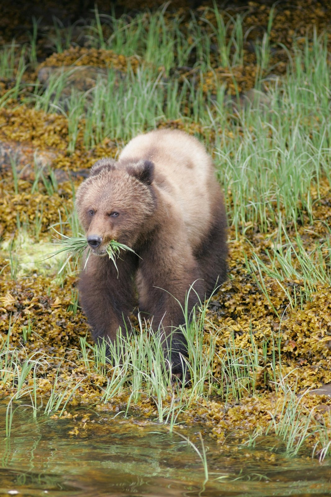 Grizzly cub eating sedge along the Khutzeymateen shoreline.
