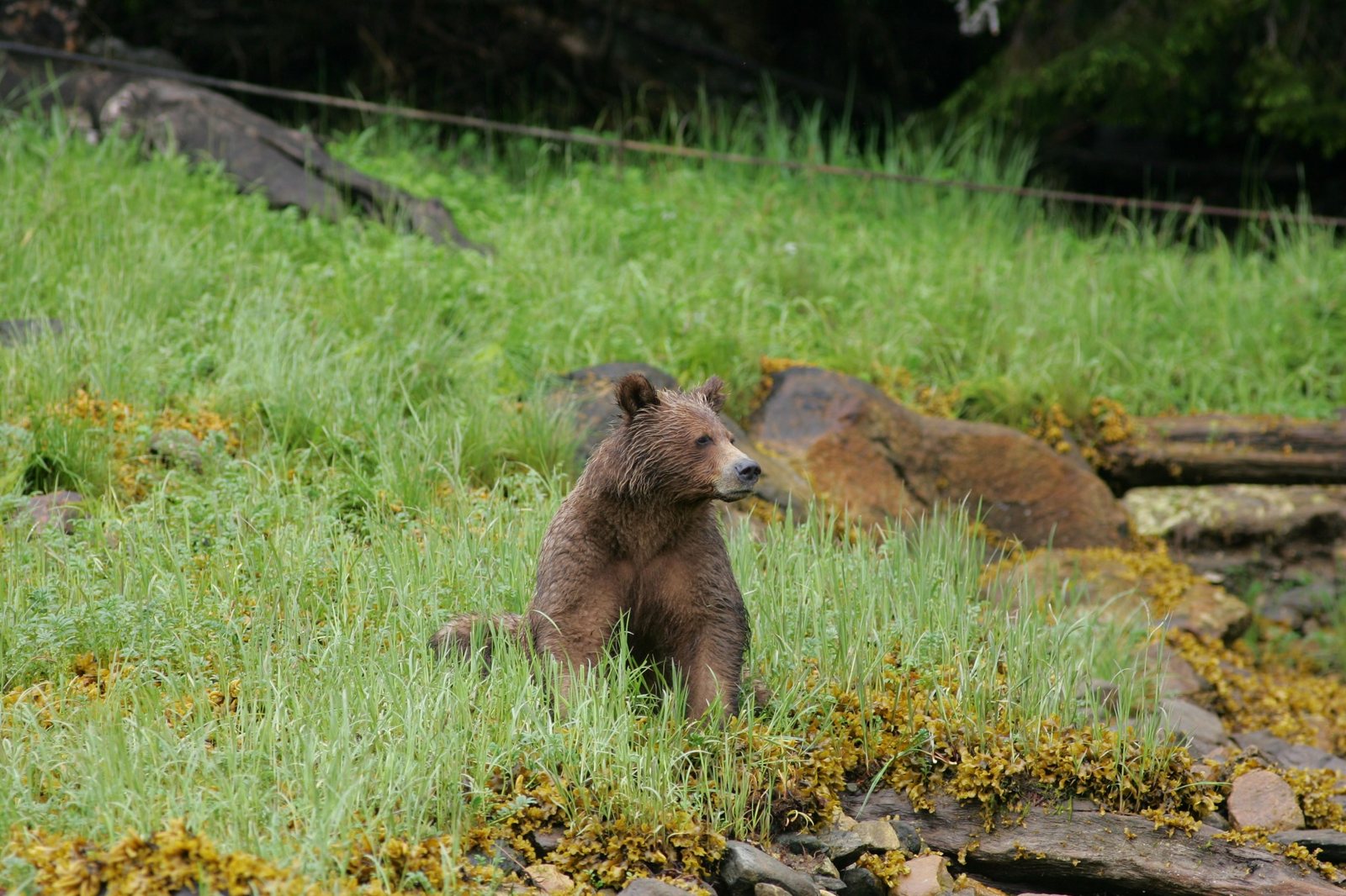 Young grizzly sitting in sedge grass near the Khutzeymateen shoreline.