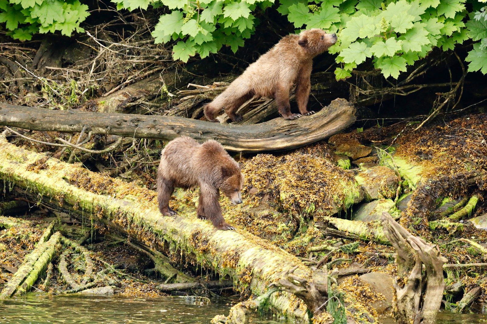 Two grizzly cubs exploring fallen logs along the Khutzeymateen shoreline.