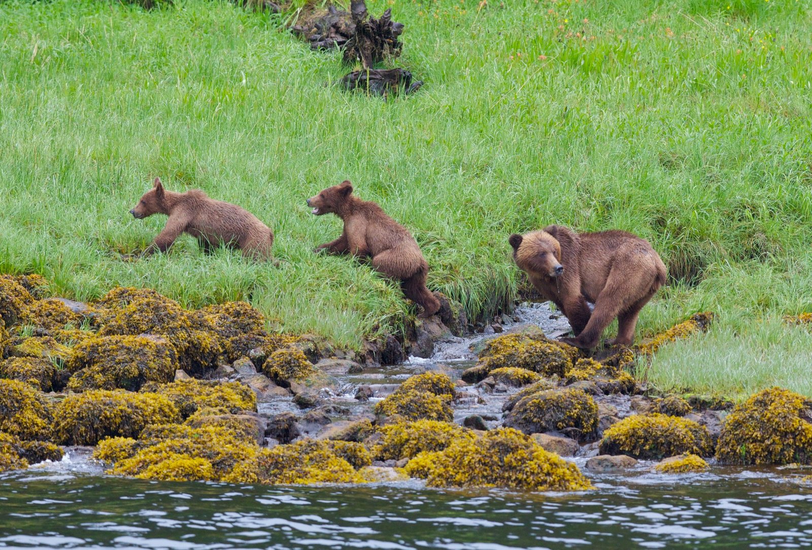 Adult grizzly and two cubs beside a shoreline stream in the Khutzeymateen.