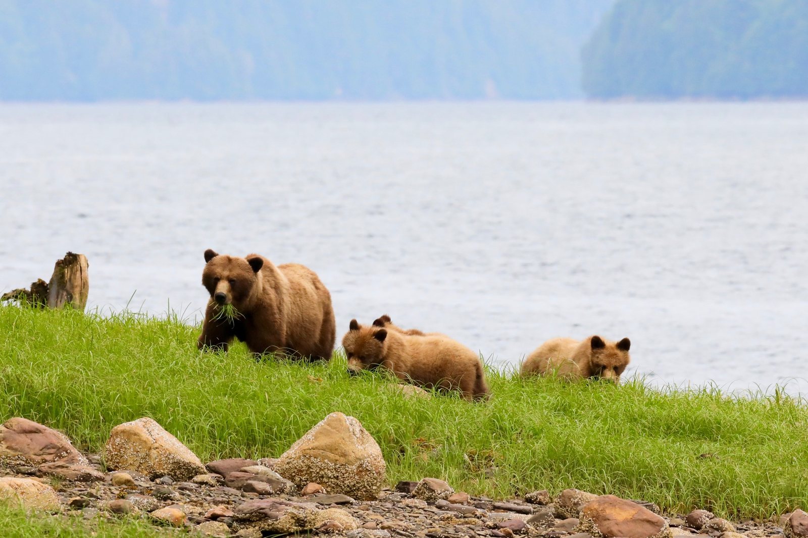 Adult grizzly and cubs foraging in coastal grass in the Khutzeymateen.