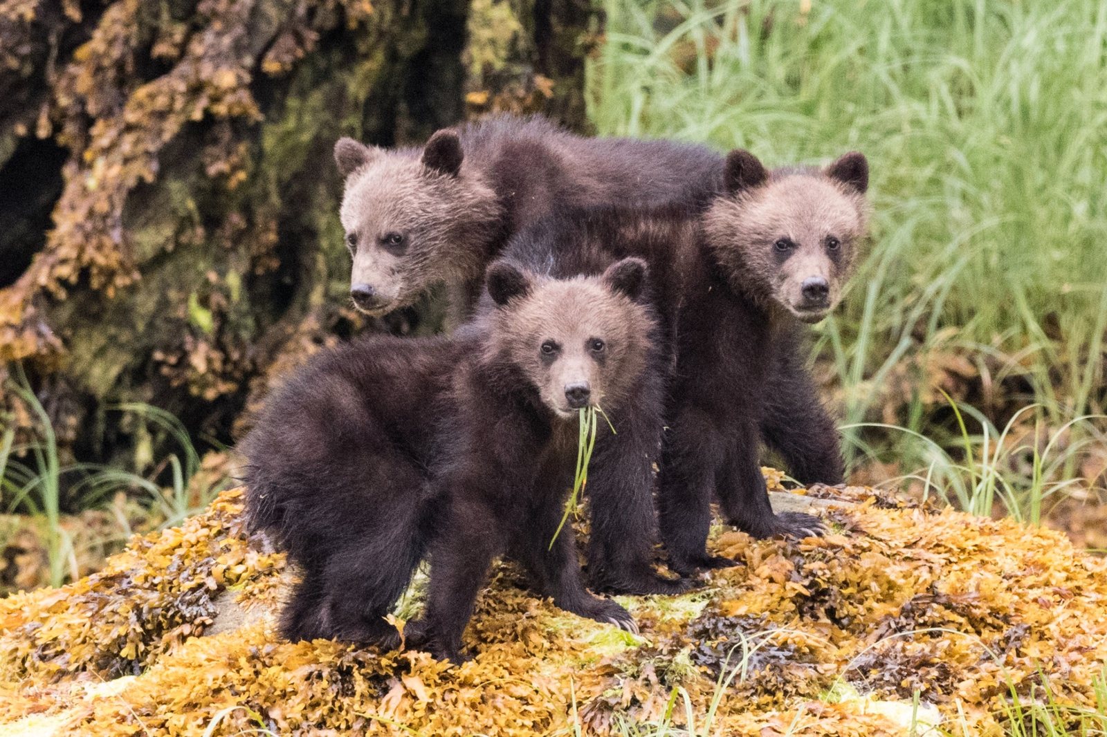 Three grizzly cubs stand together on seaweed-covered shoreline near the rainforest edge.