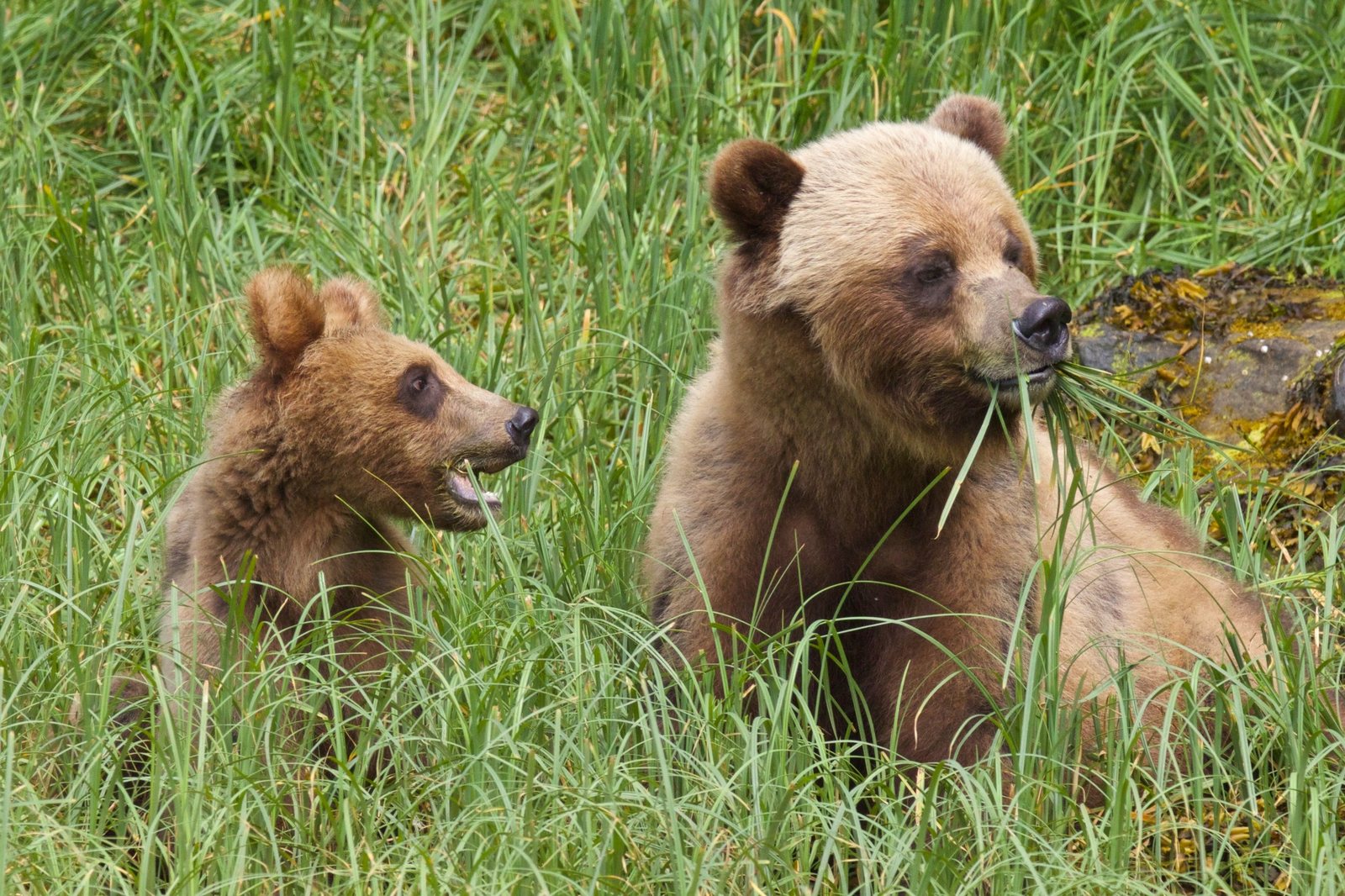 Adult grizzly and cub eating sedge in tall shoreline grass.