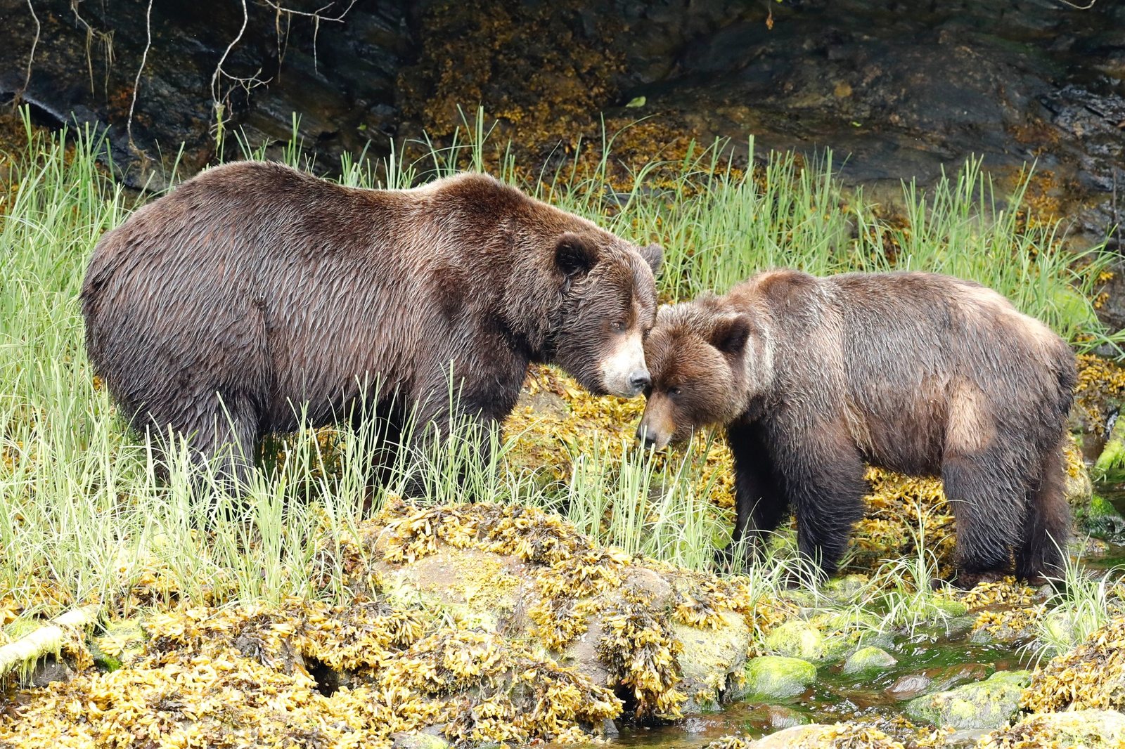 Adult grizzly and cub on a seaweed-covered shoreline in the Khutzeymateen.