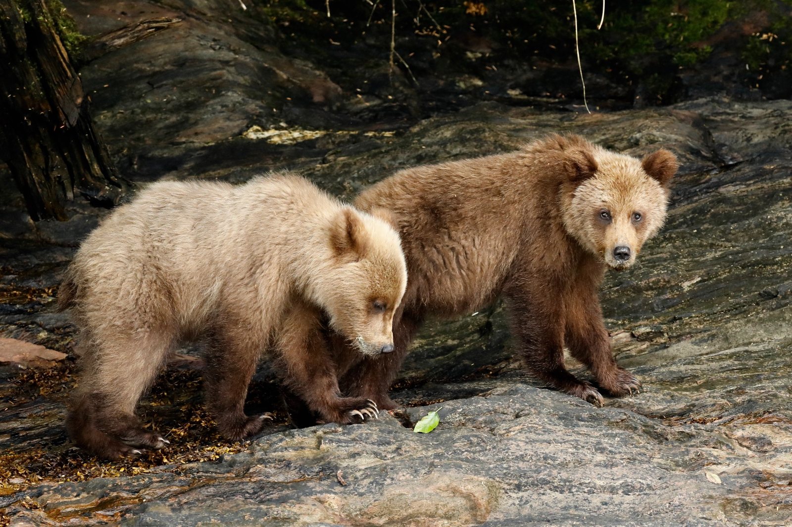 Two young grizzlies on a rocky shoreline in the Khutzeymateen.