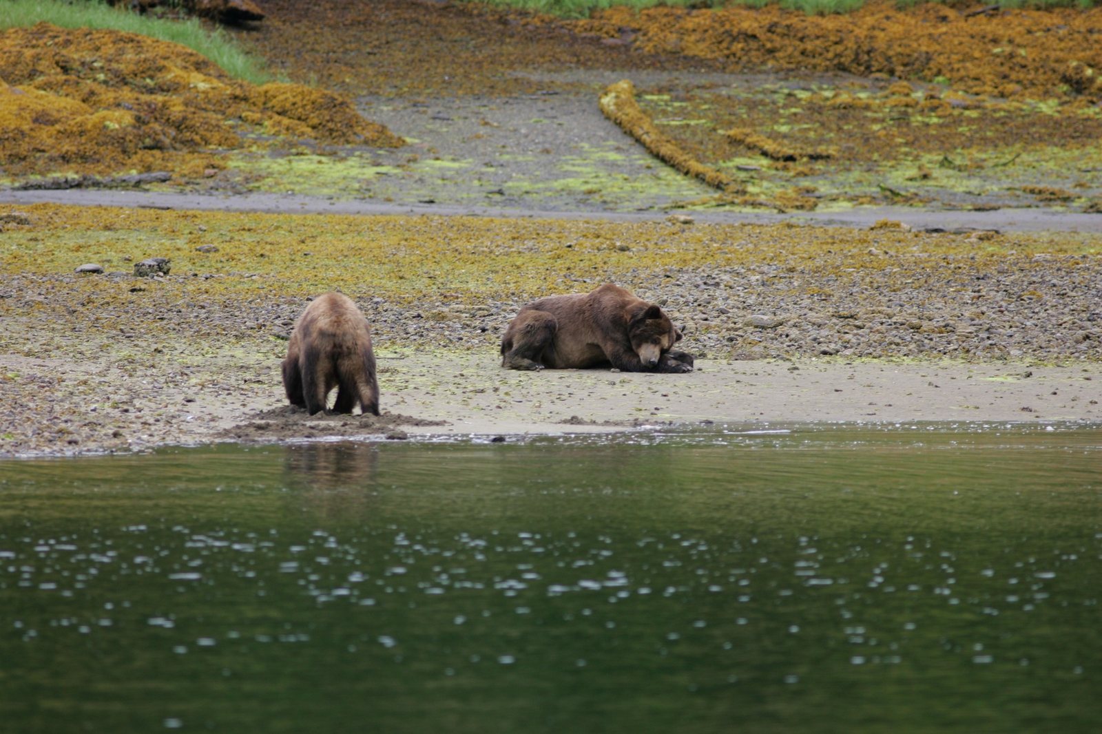 Two grizzly bears rest and forage on a quiet tidal flat beside the water.