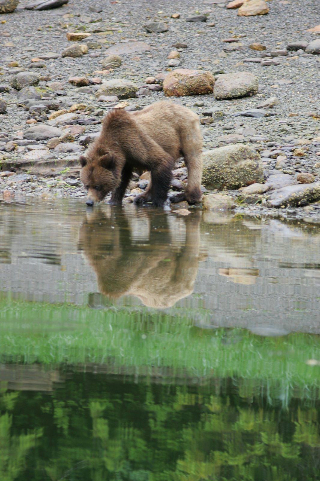 Young grizzly reflected at the water’s edge in the Khutzeymateen.