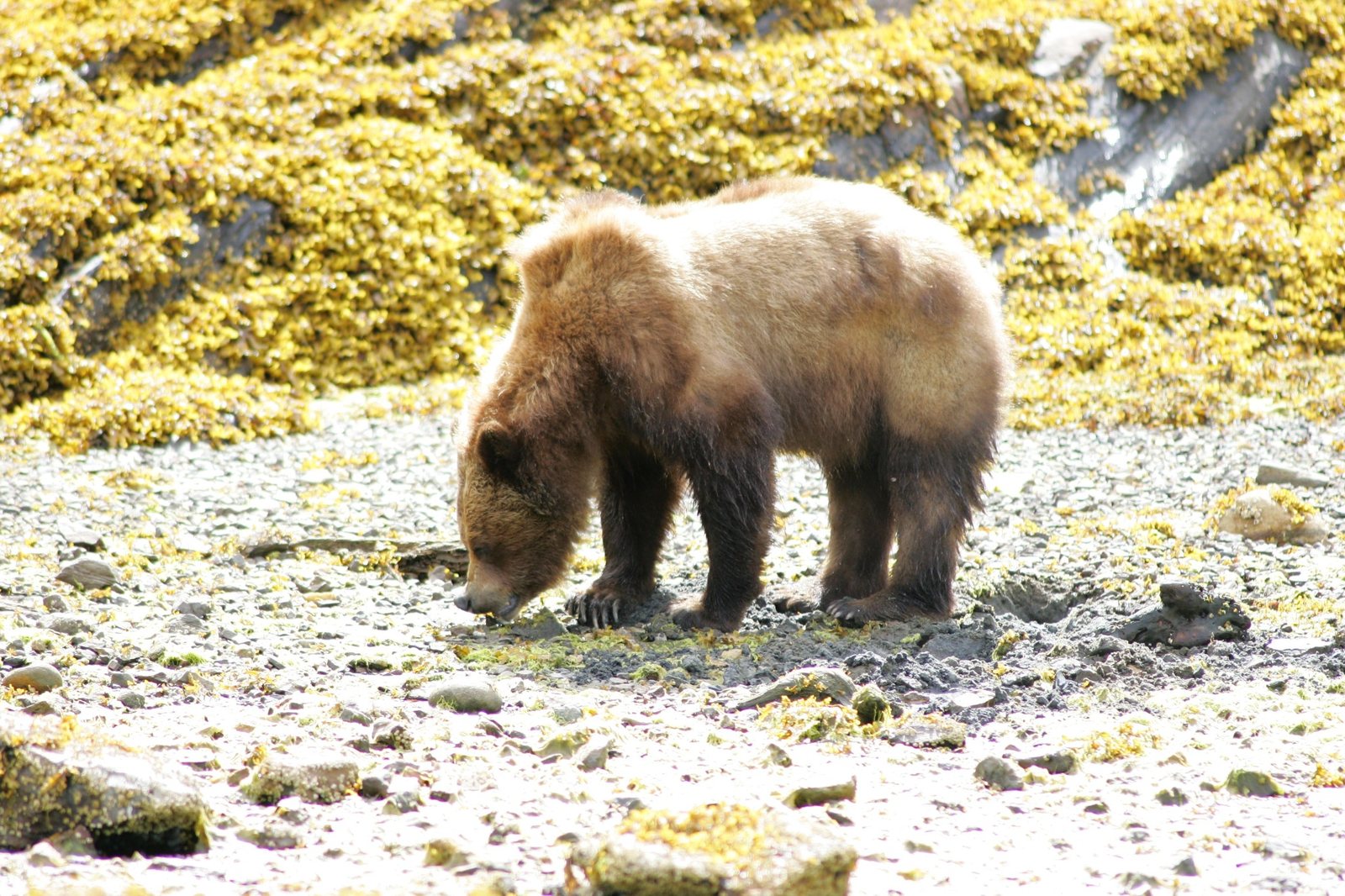 Grizzly bear foraging along a rocky shoreline in the Khutzeymateen.