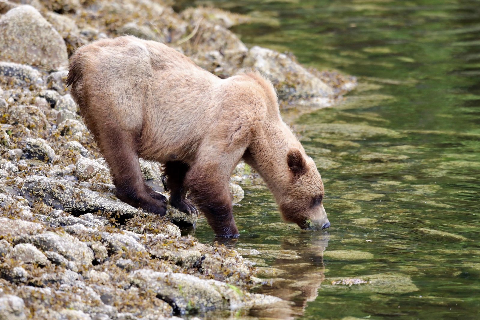 Grizzly bear drinking from clear shoreline water in the Khutzeymateen.