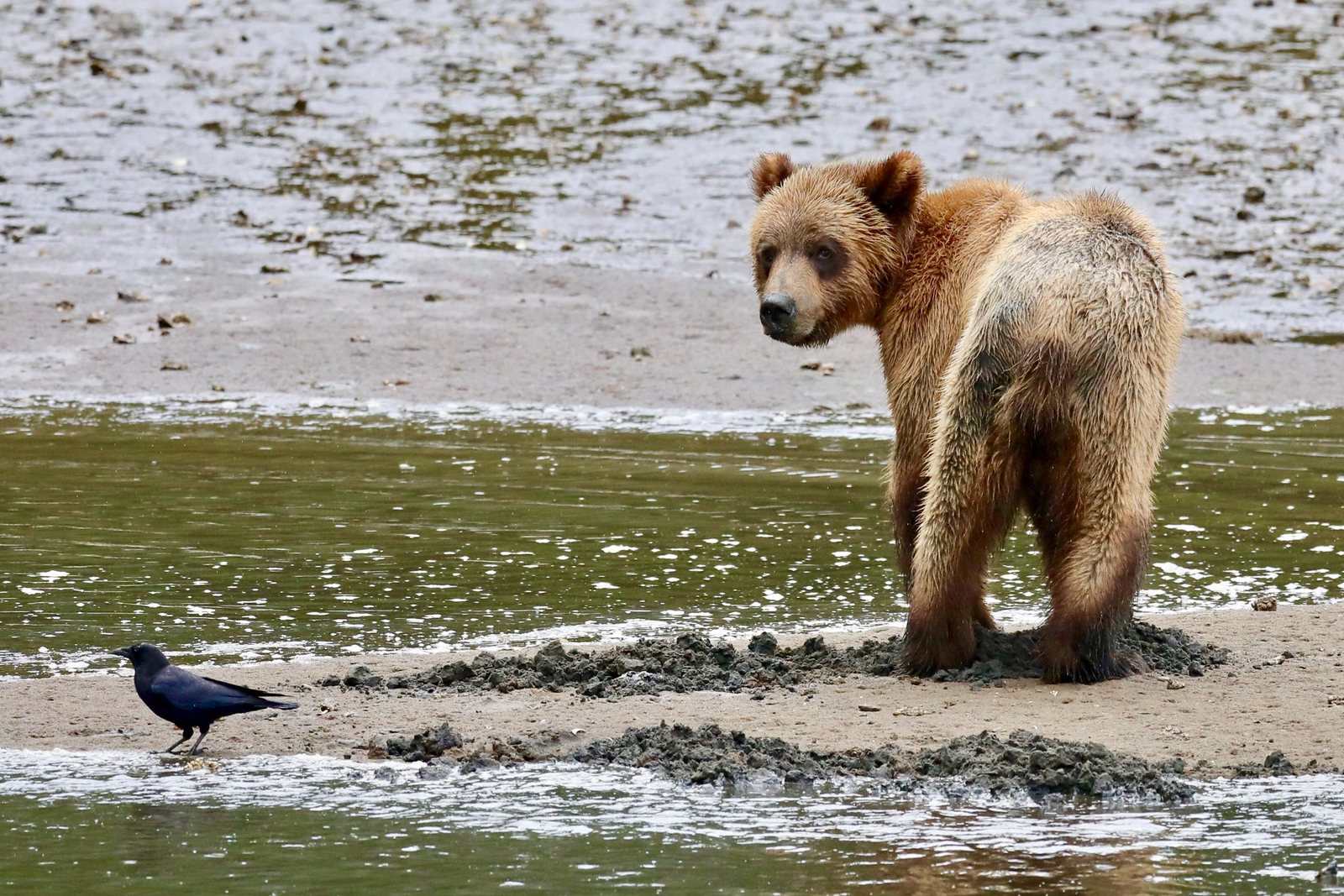 Grizzly bear standing on a shoreline with a raven nearby.