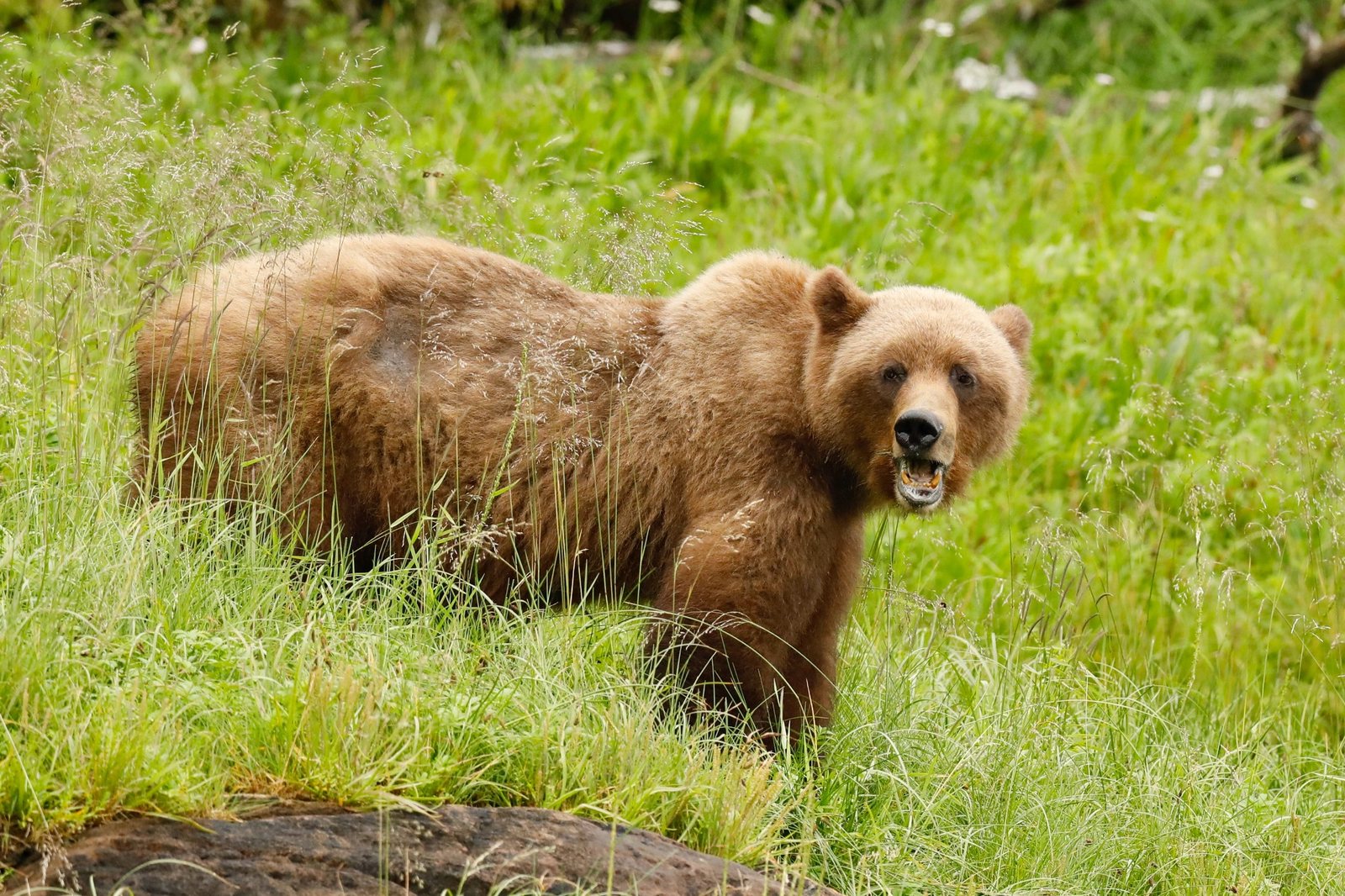 Grizzly bear standing in sedge grass near the Khutzeymateen shoreline.