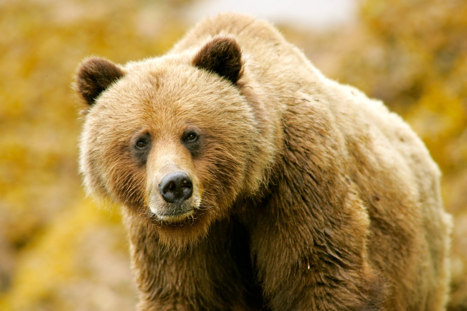 Close-up of a grizzly bear in the Khutzeymateen.