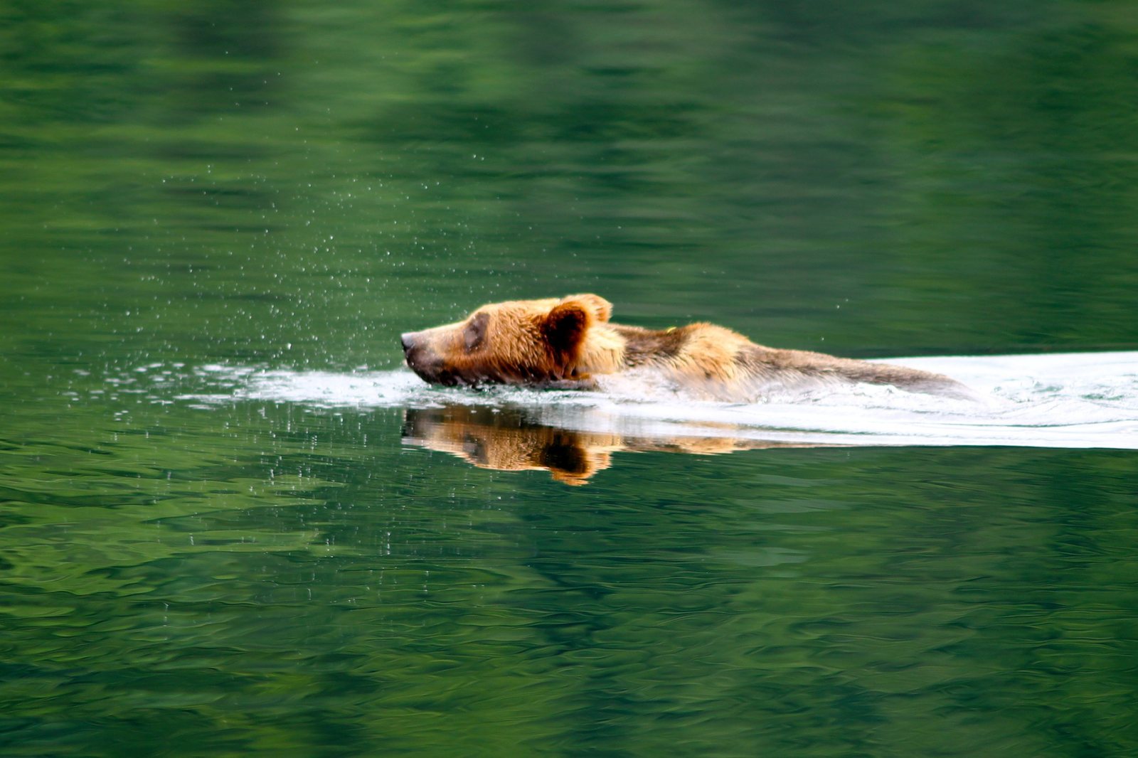 Grizzly bear swimming through calm green water in the Khutzeymateen.