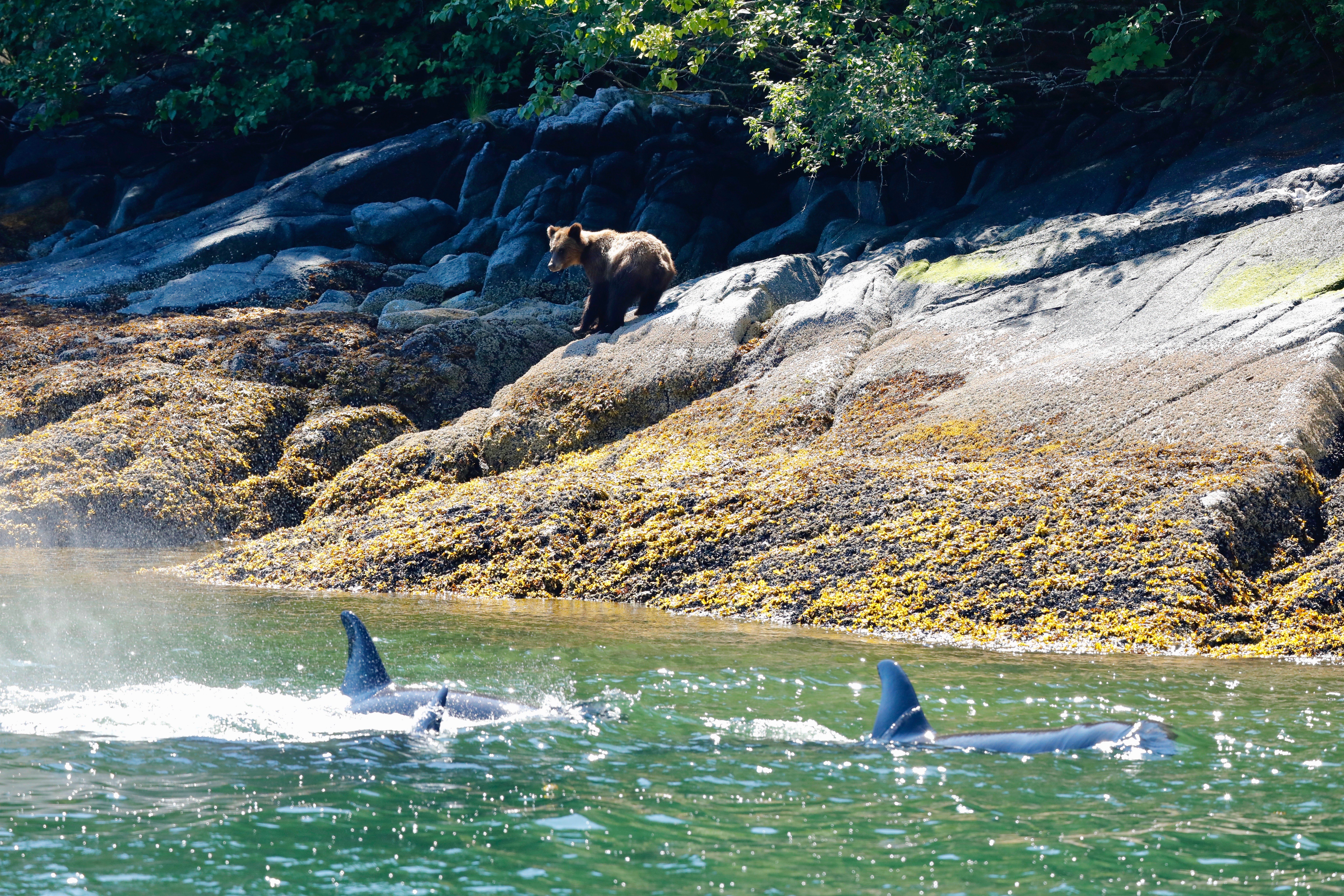 Grizzly bear on a rocky shoreline while orcas swim in the foreground near the catamaran.