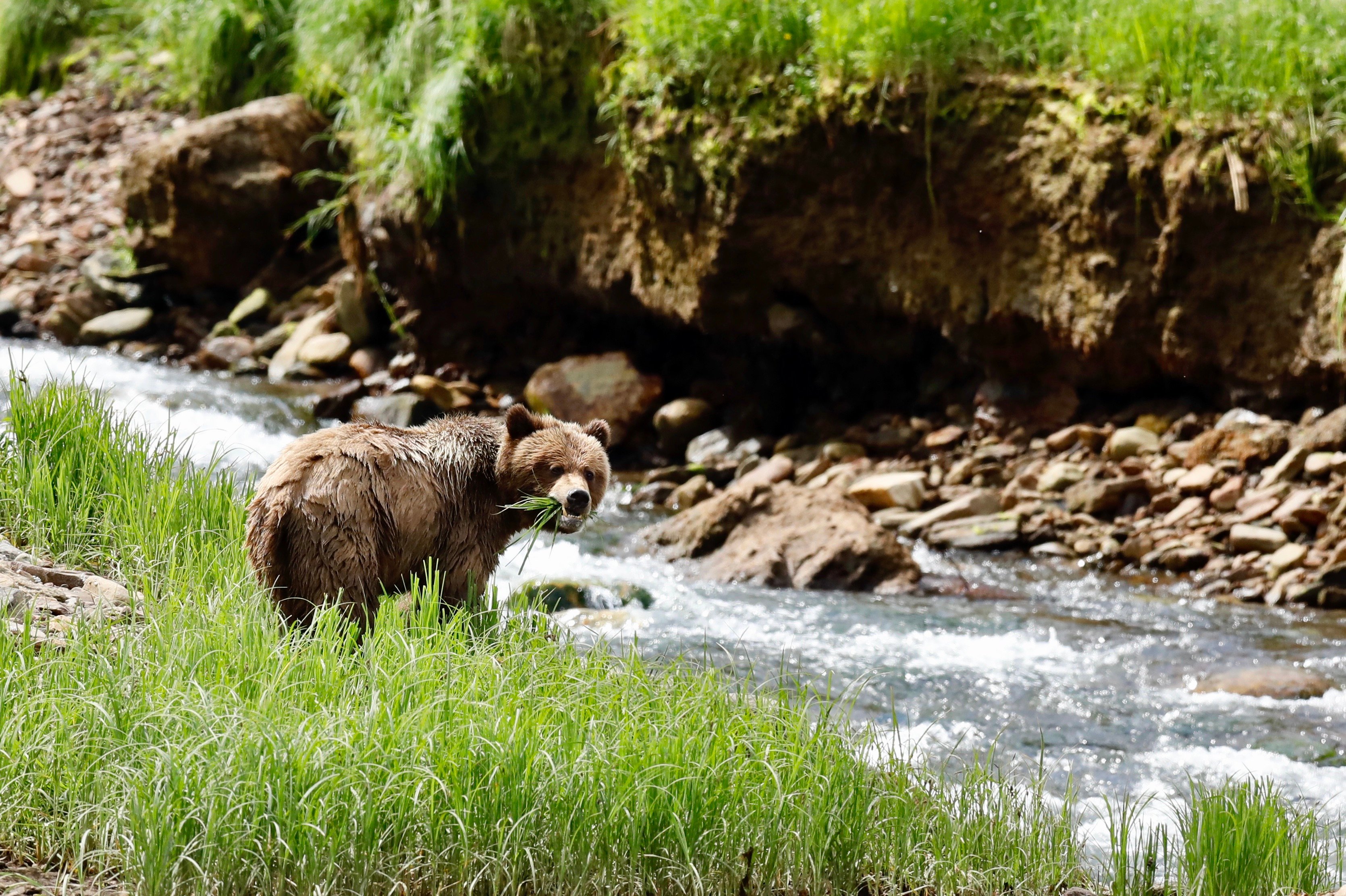 Grizzly bear standing beside a shallow stream in coastal habitat, with grass, rocks, and an eroded bank behind it.