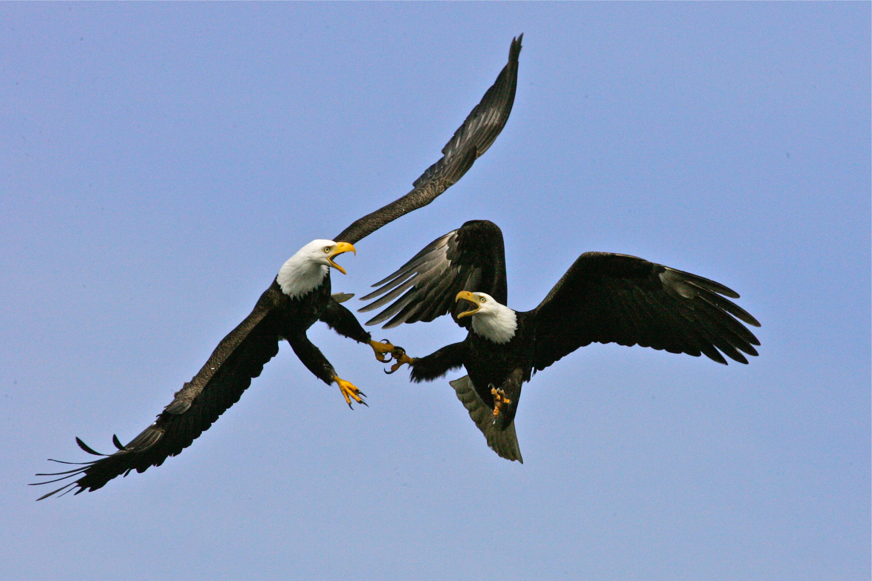 Two bald eagles flying close together against a clear blue sky, with wings spread and talons extended.