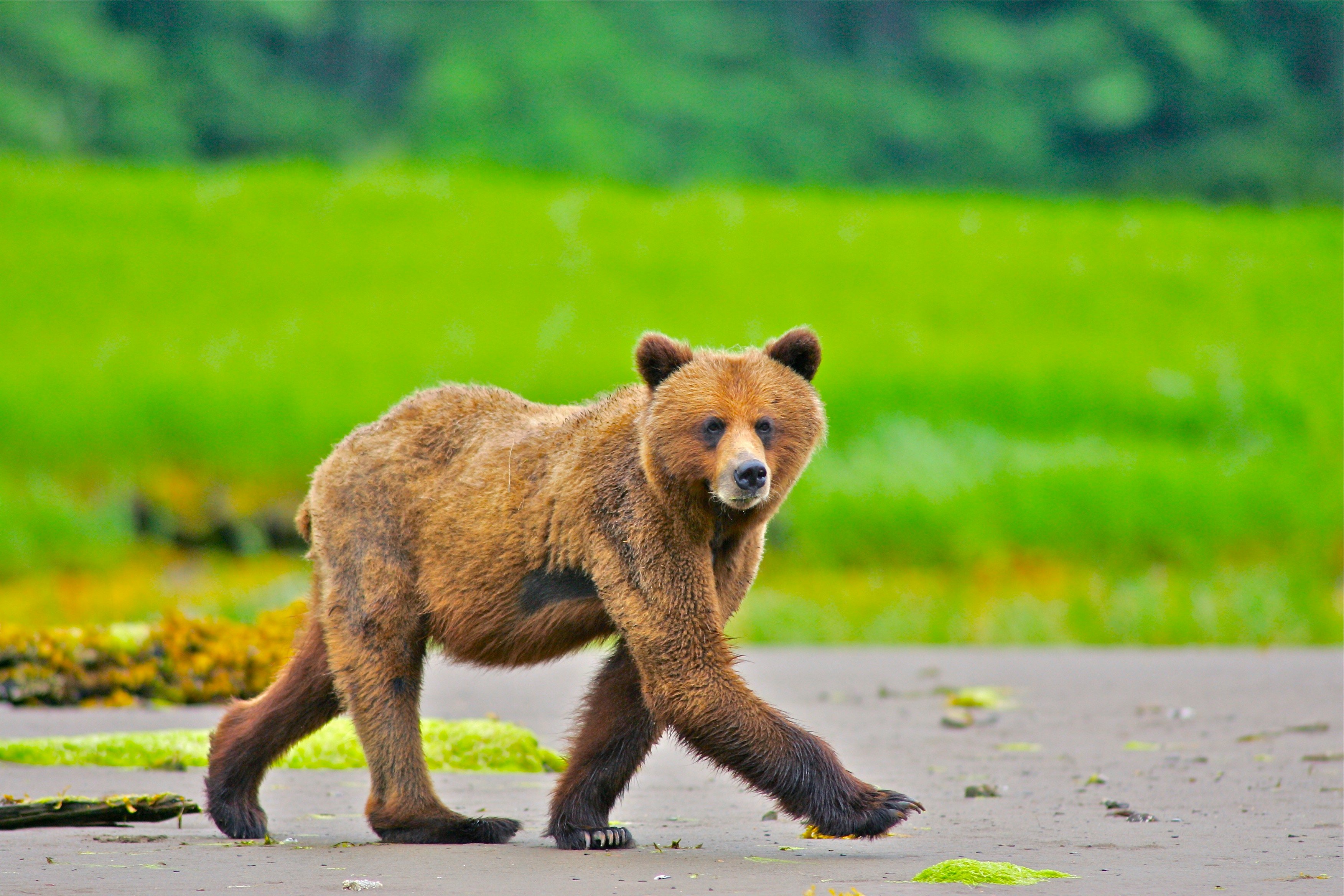 Grizzly bear walking along a shoreline in the Khutzeymateen, with green coastal vegetation in the background.