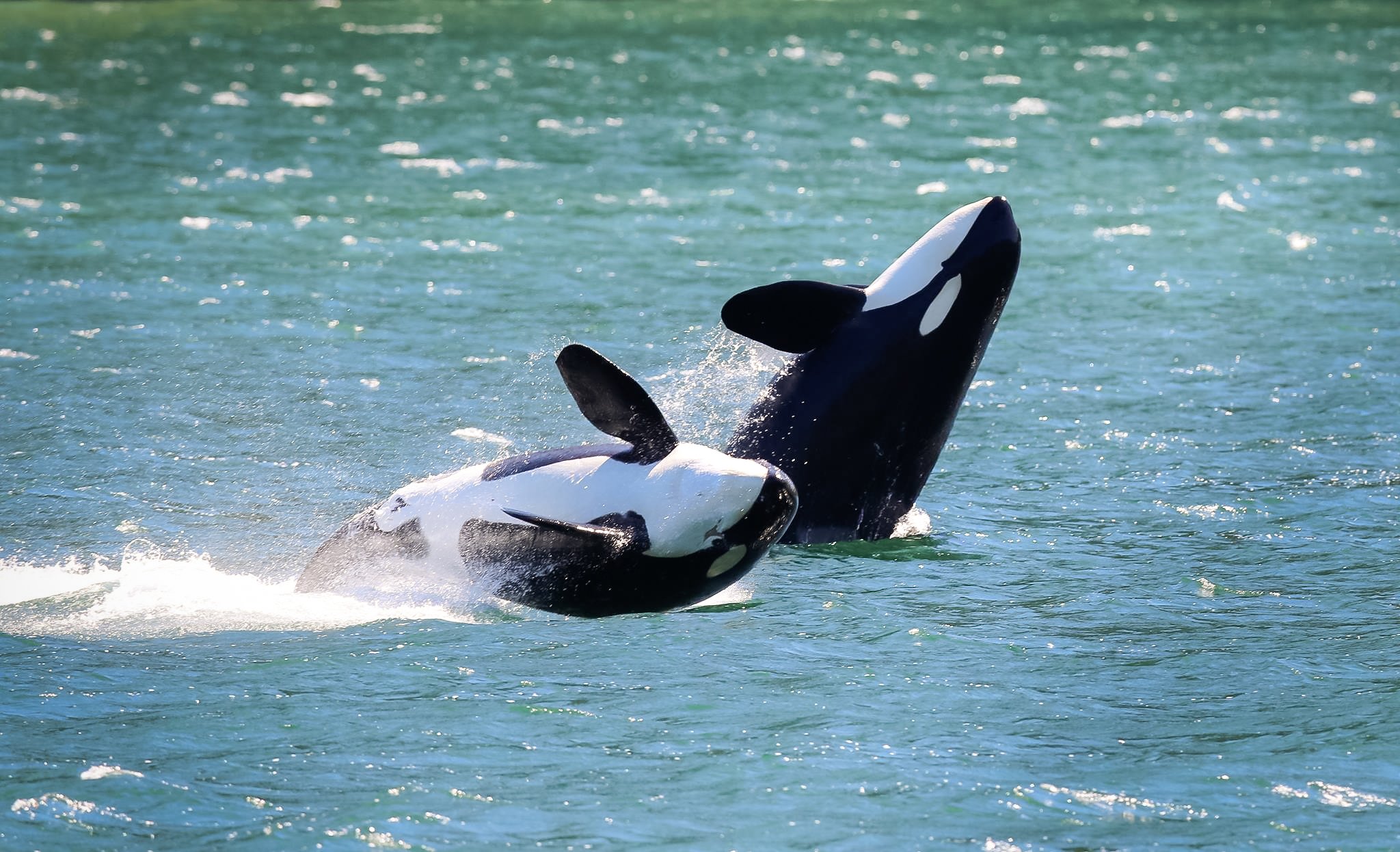 Orca surfacing energetically in open coastal water, with splashing visible around its body.
