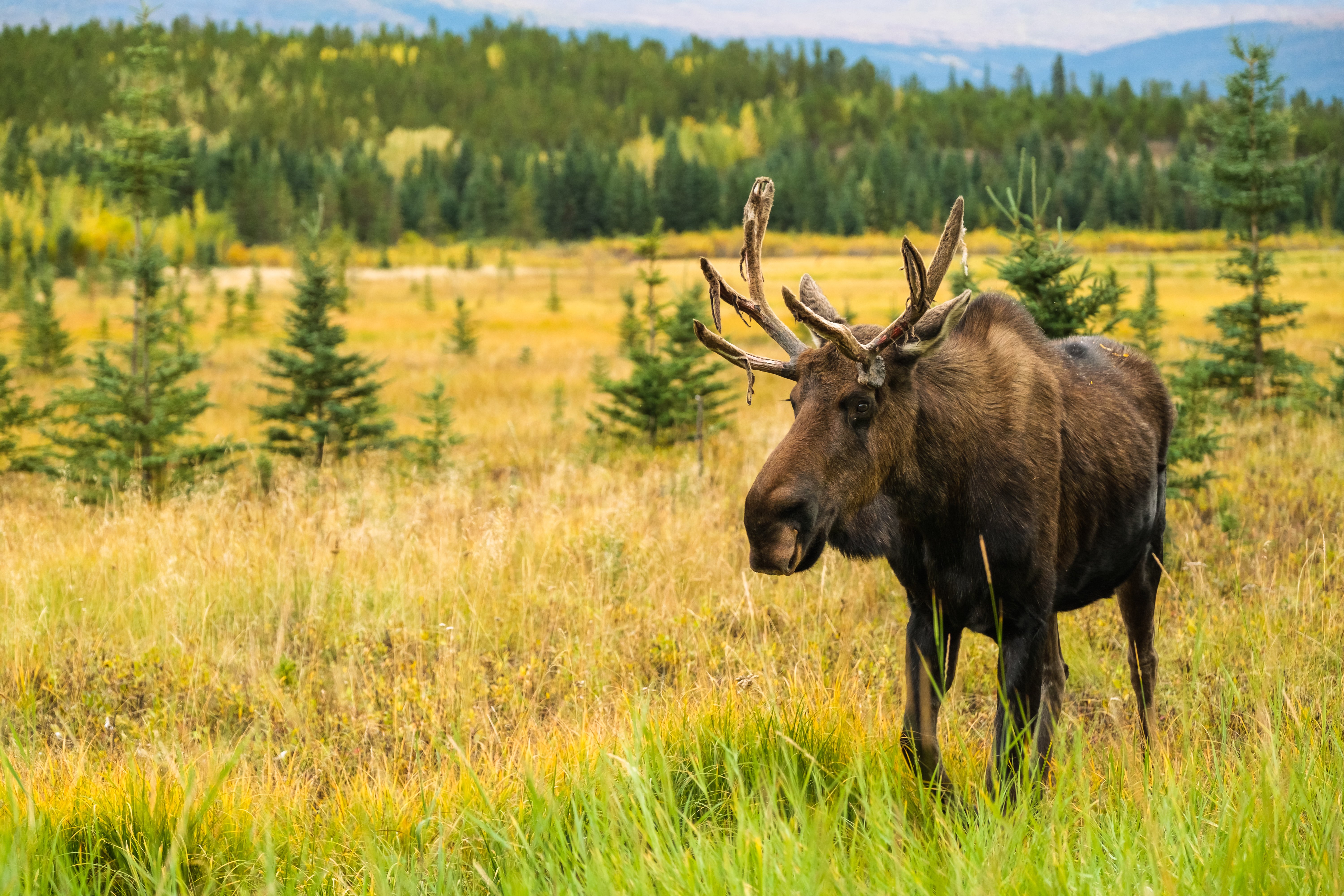 Yukon Wildlife Preserve DC_20210910_0363