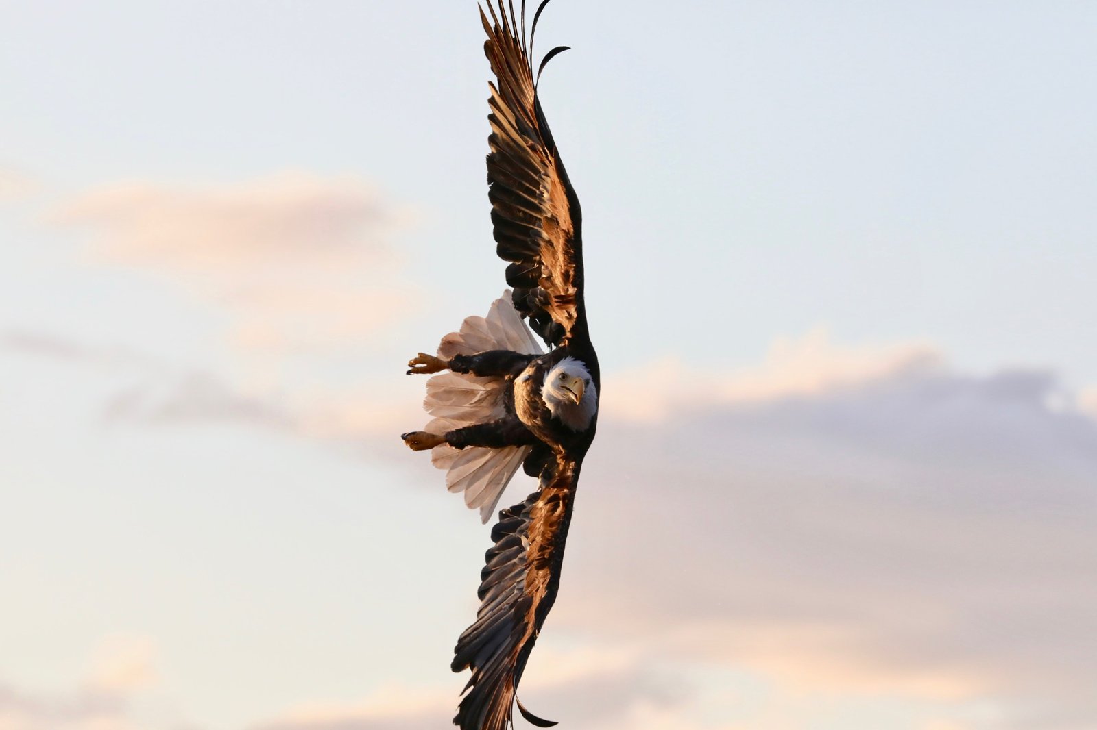 Bald eagle banking in flight over Chatham Sound.