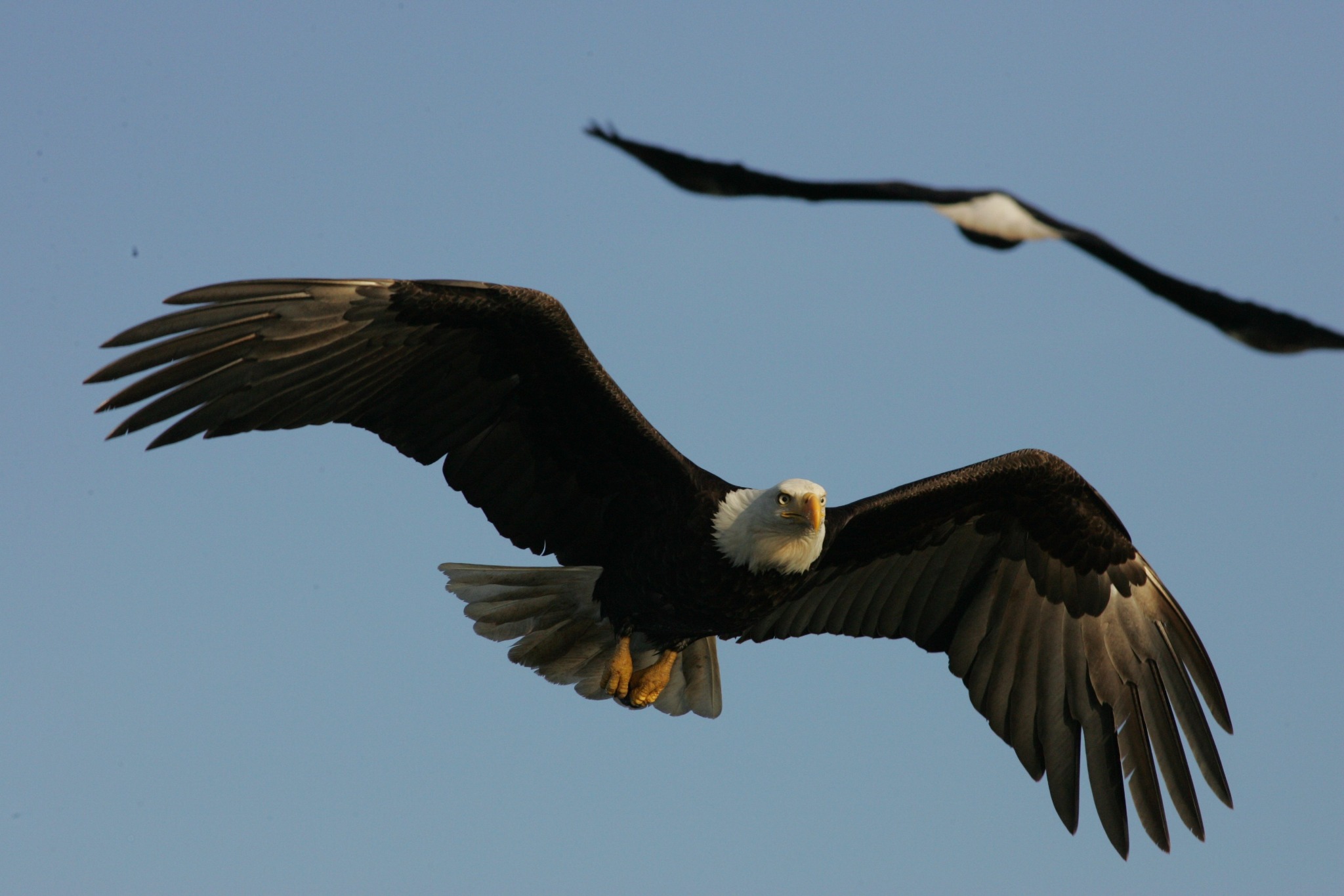 Bald eagle flying over Chatham Sound.