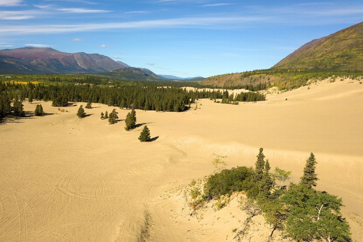 Carcross Desert in Yukon, with wide sand dunes, scattered pine trees, and mountains under a blue sky.