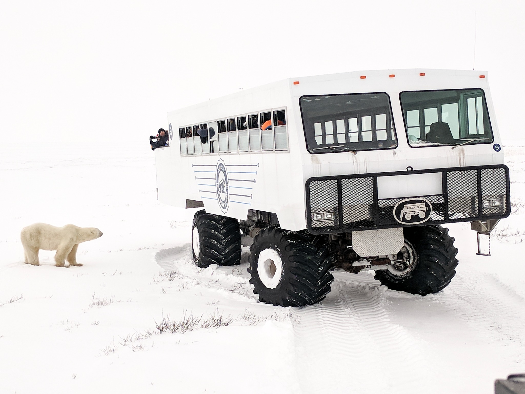 churchill-polar-bear-tour-20171119-FNA-JessicaBurtnick-153815-1