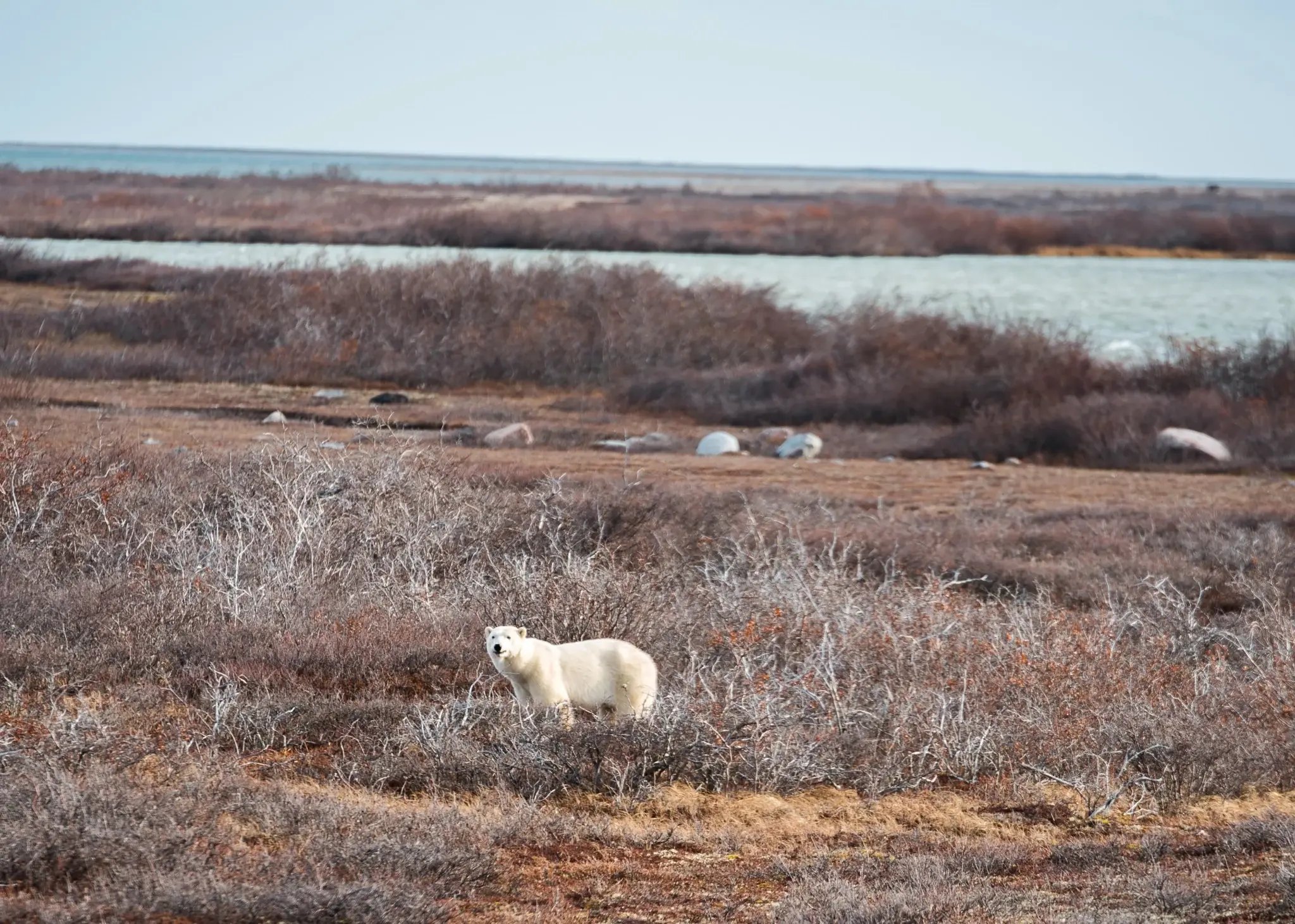 Polar bear among tundra shrubs near Hudson Bay in Churchill.