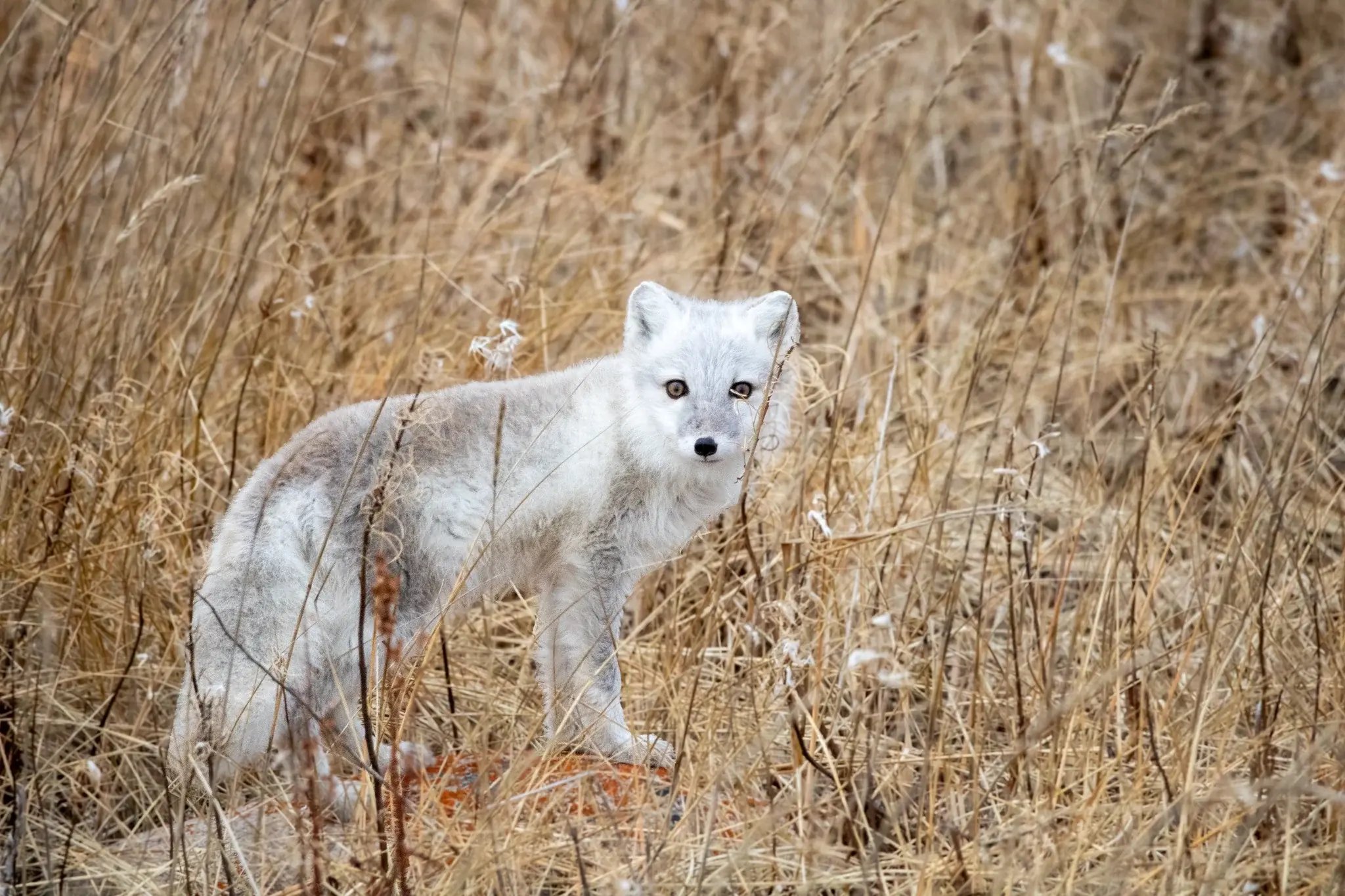 Arctic fox standing in dry tundra grasses near Churchill.