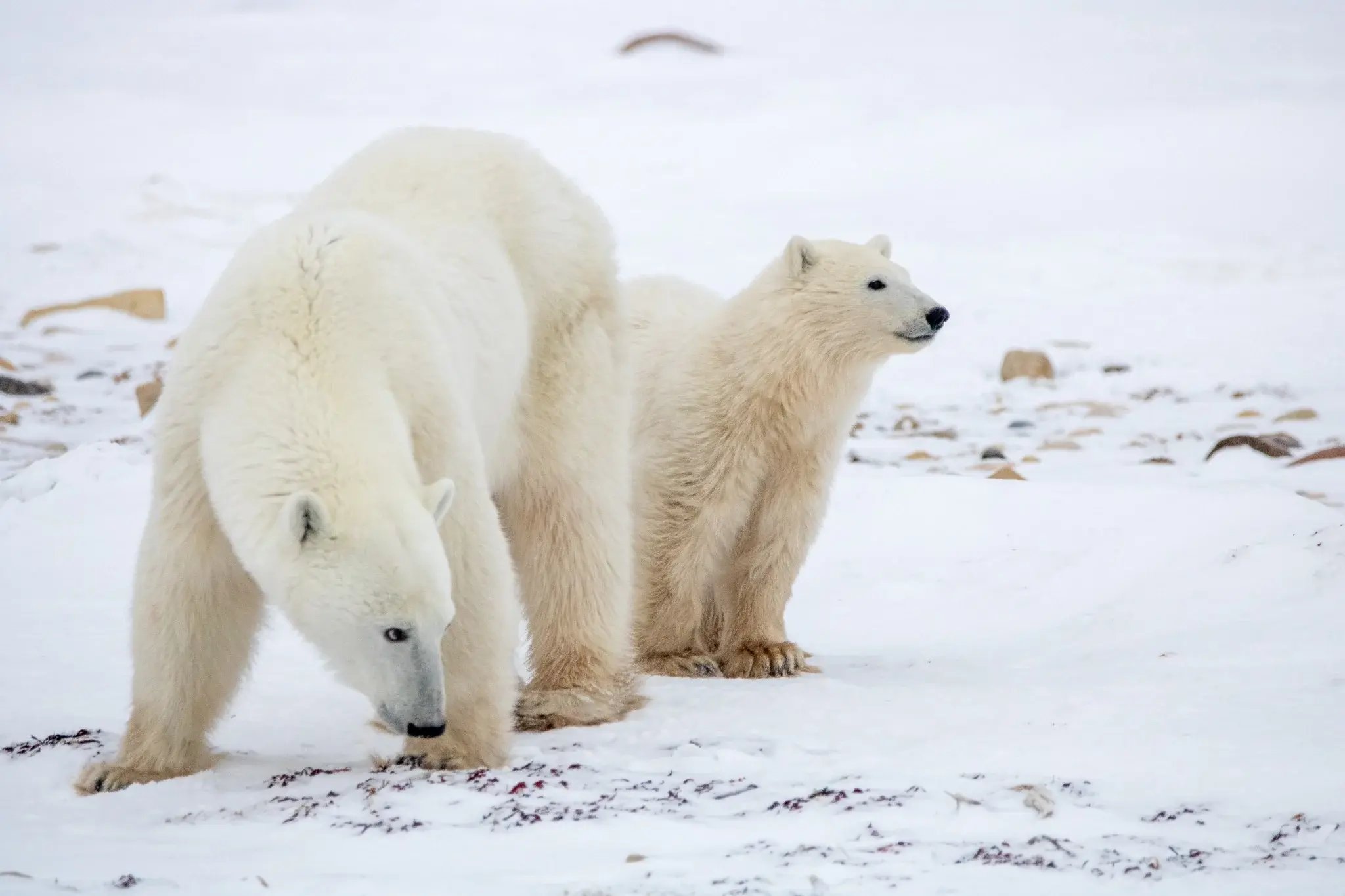 Two polar bears together on snowy tundra near Churchill.