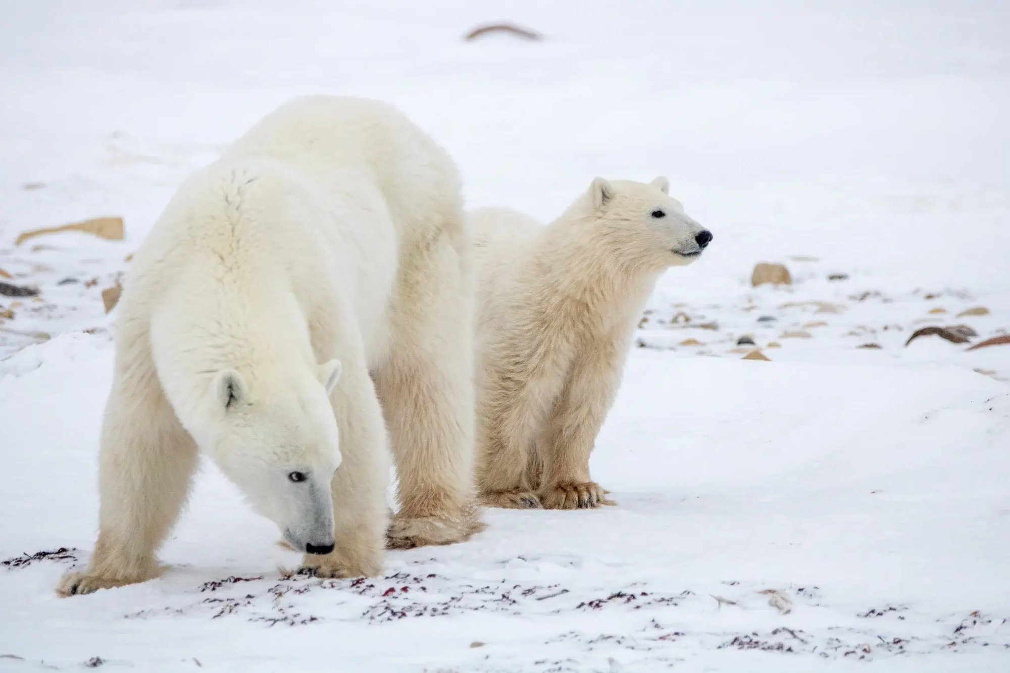 Adult polar bear and cub standing on the snow-covered tundra near Churchill, Manitoba Adult polar bear and cub standing on the snow-covered tundra near Churchill, Manitoba