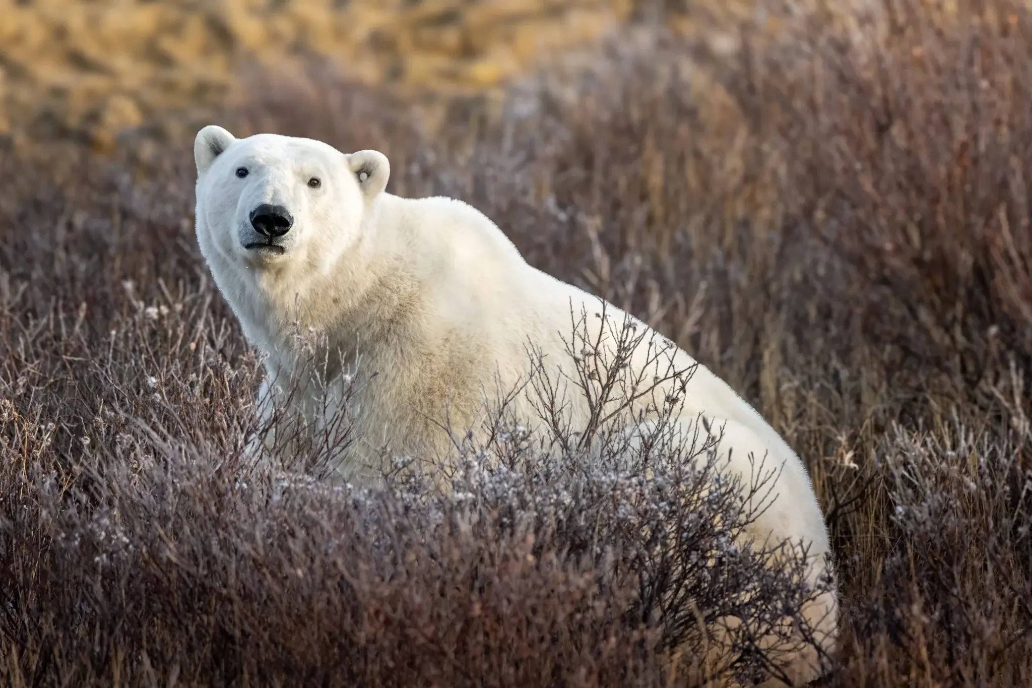 Polar bear standing among tundra willows near Churchill.
