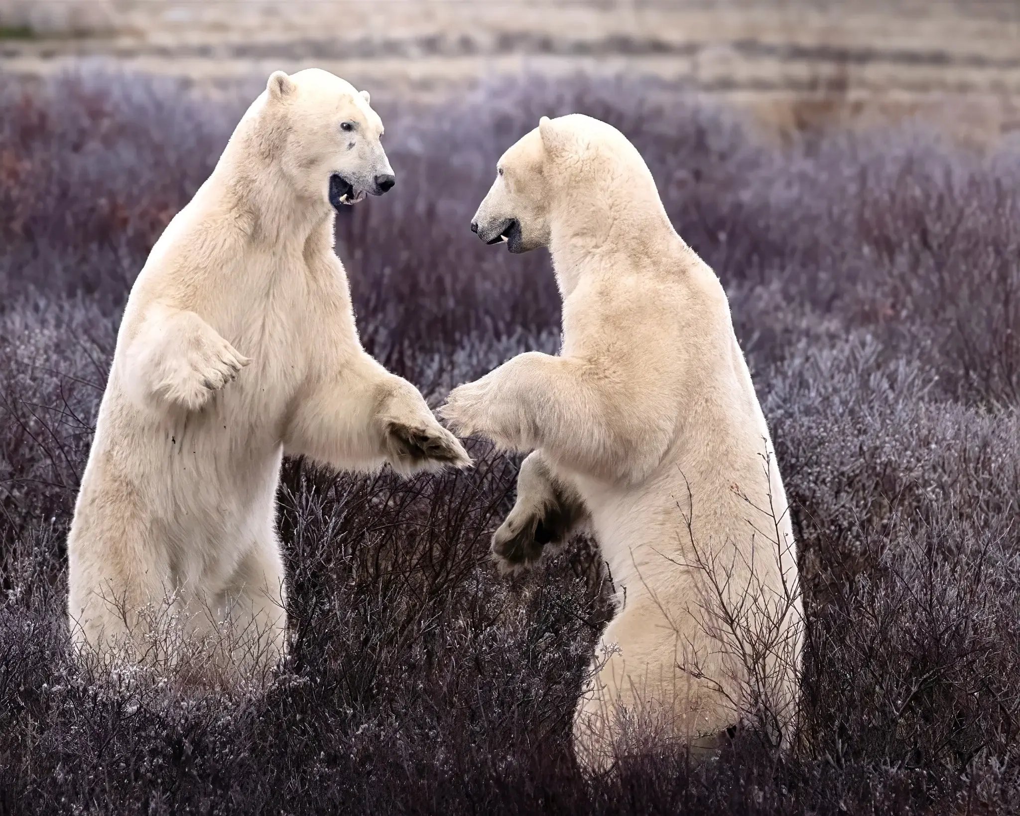 Two polar bears sparring among tundra shrubs near Churchill.