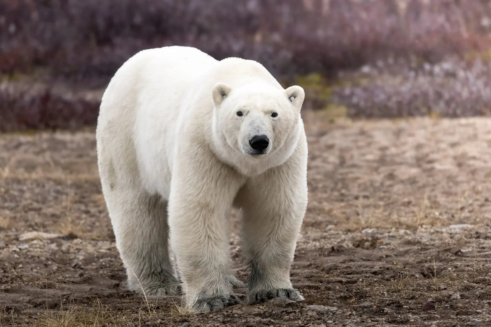 Polar bear standing on open tundra near Churchill, Manitoba.
