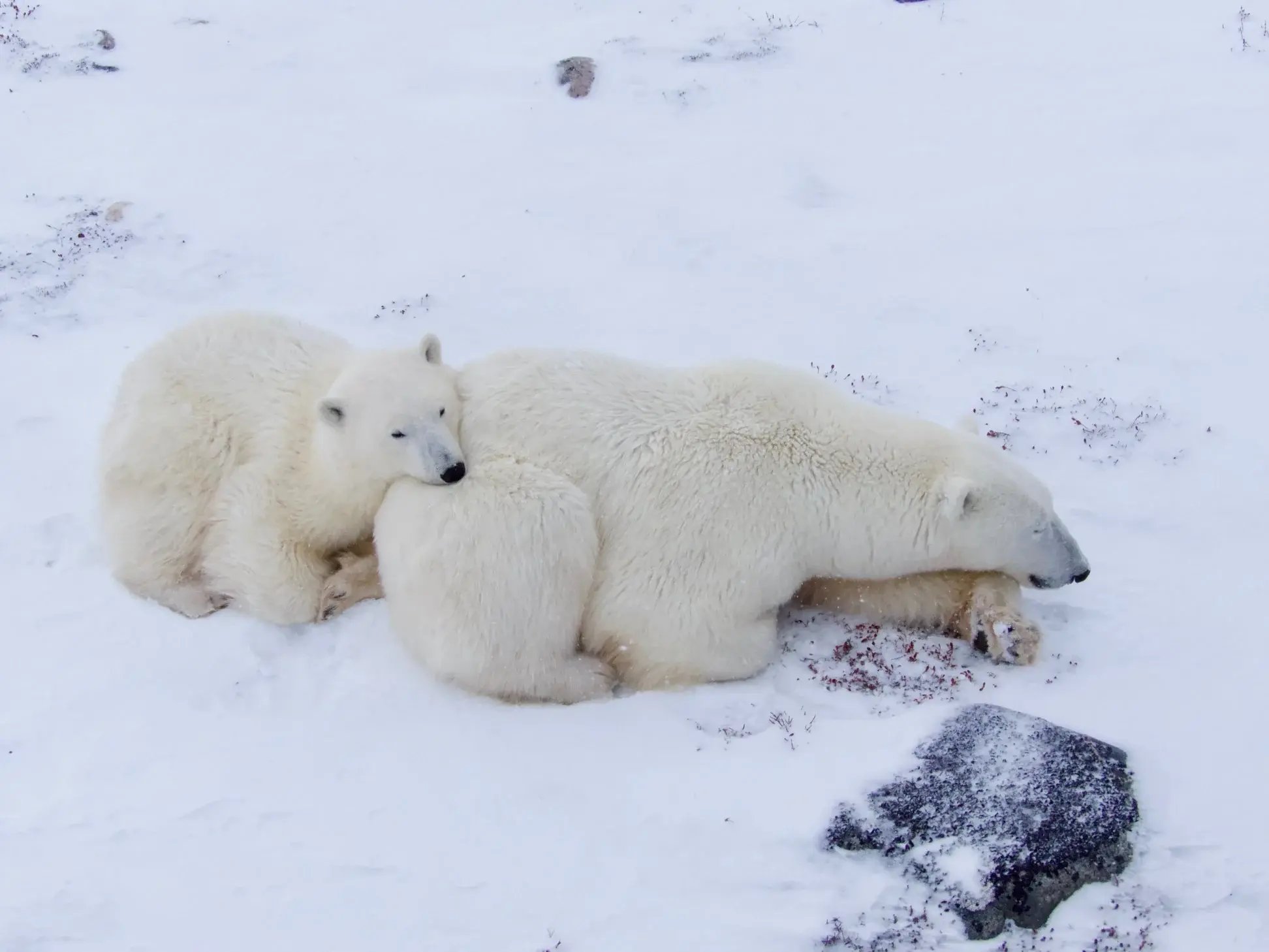 Three polar bears resting together on snowy tundra.