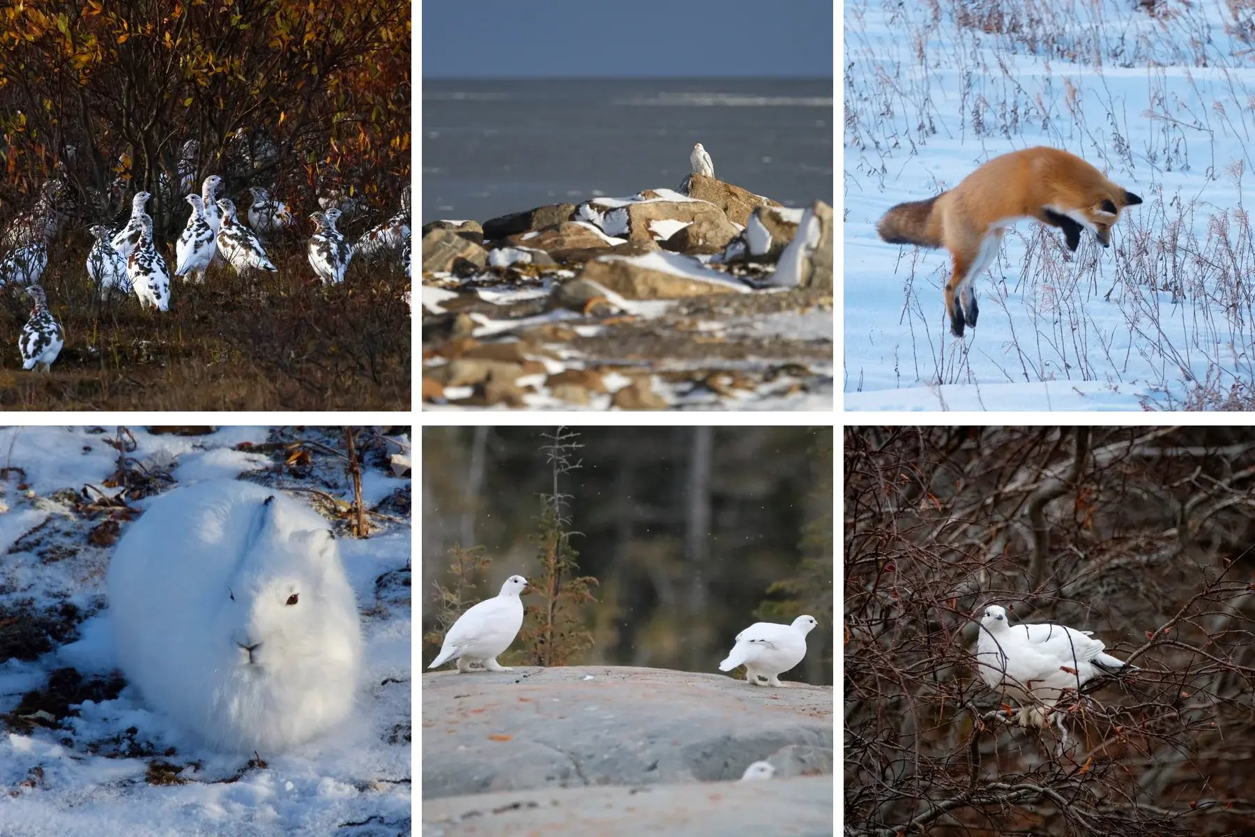 Collage of willow ptarmigan, gyrfalcon, red fox and Arctic hare in Churchill’s subarctic landscape.