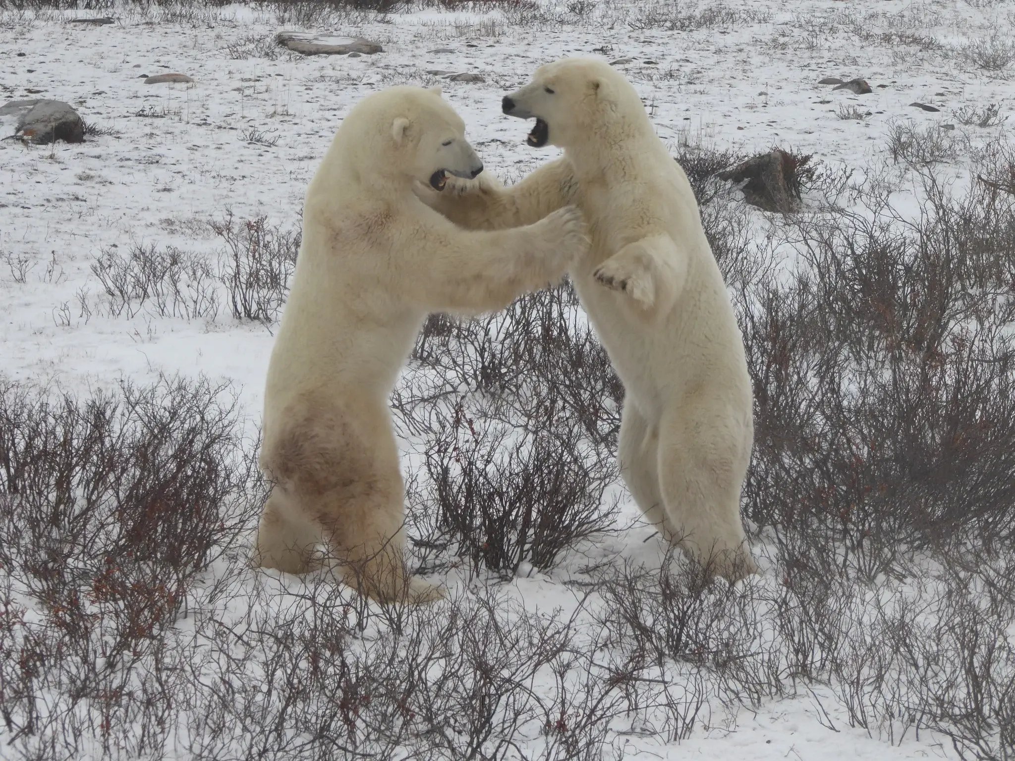 Two polar bears sparring on snowy tundra near Churchill.
