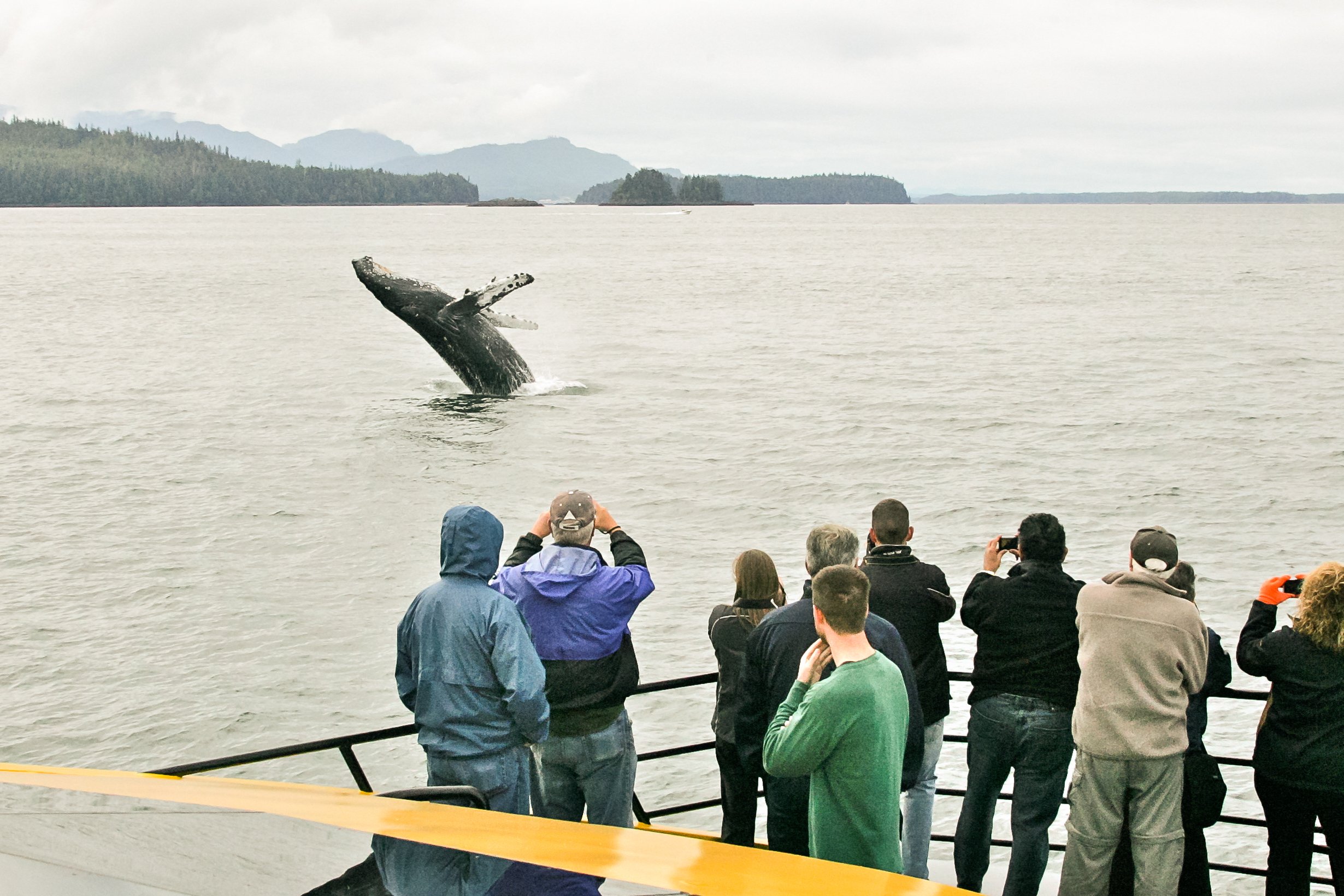 Guests watching a humpback whale from a catamaran near the Khutzeymateen.