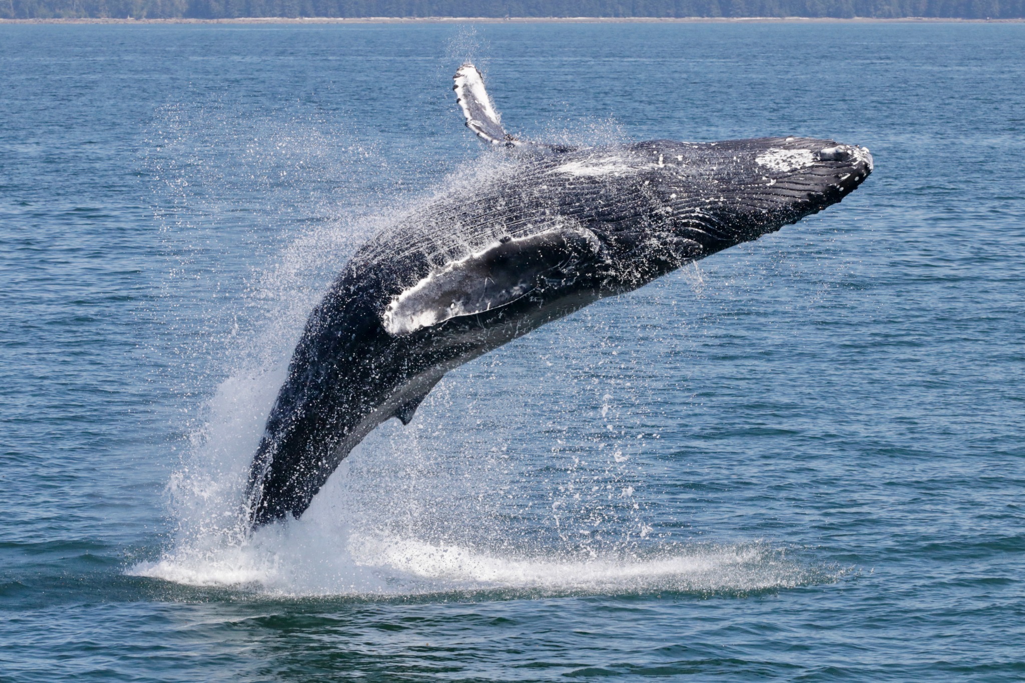 Humpback whale breaching in coastal waters near Prince Rupert.