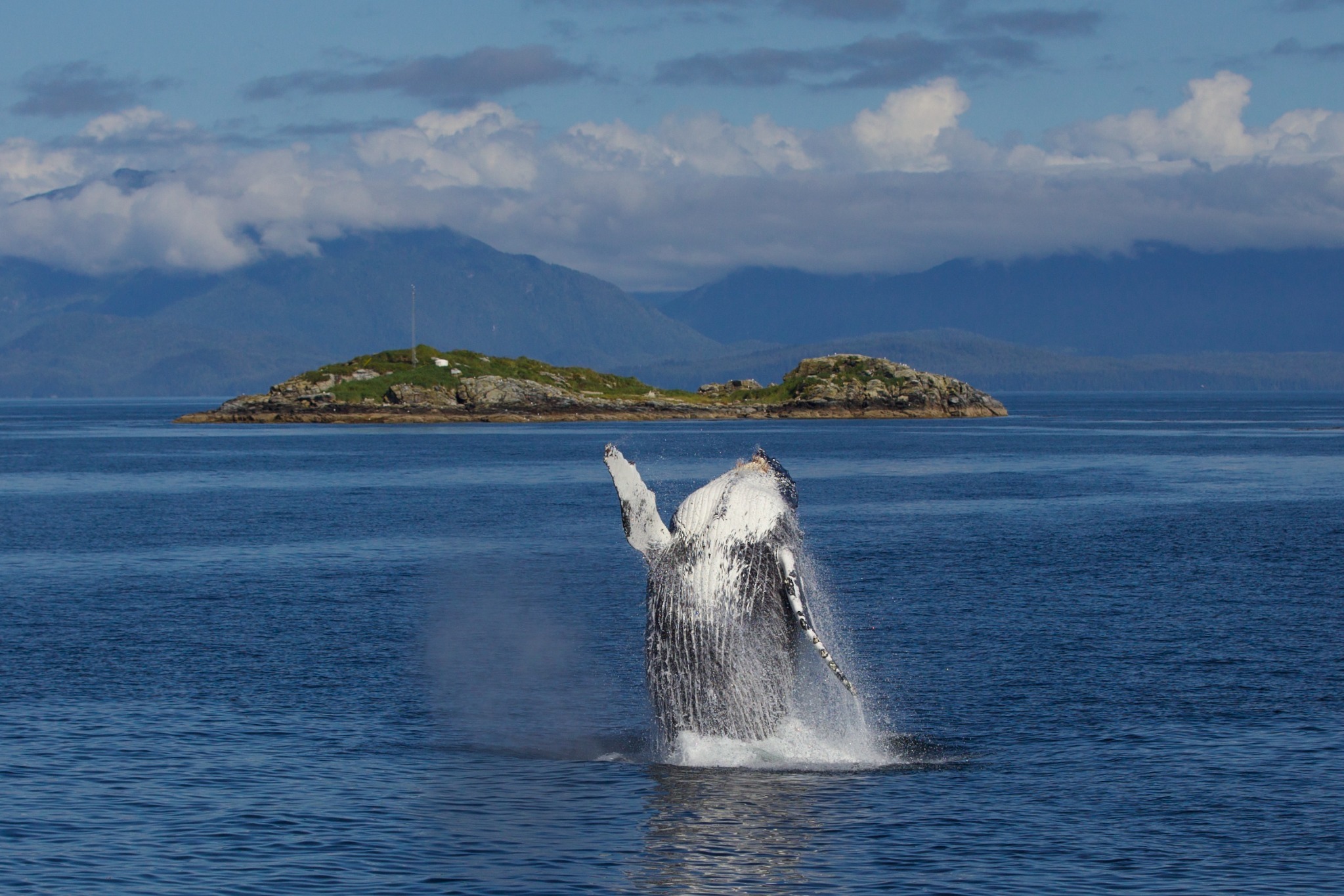 Humpback whale breaching in Chatham Sound with islands and mountains behind.