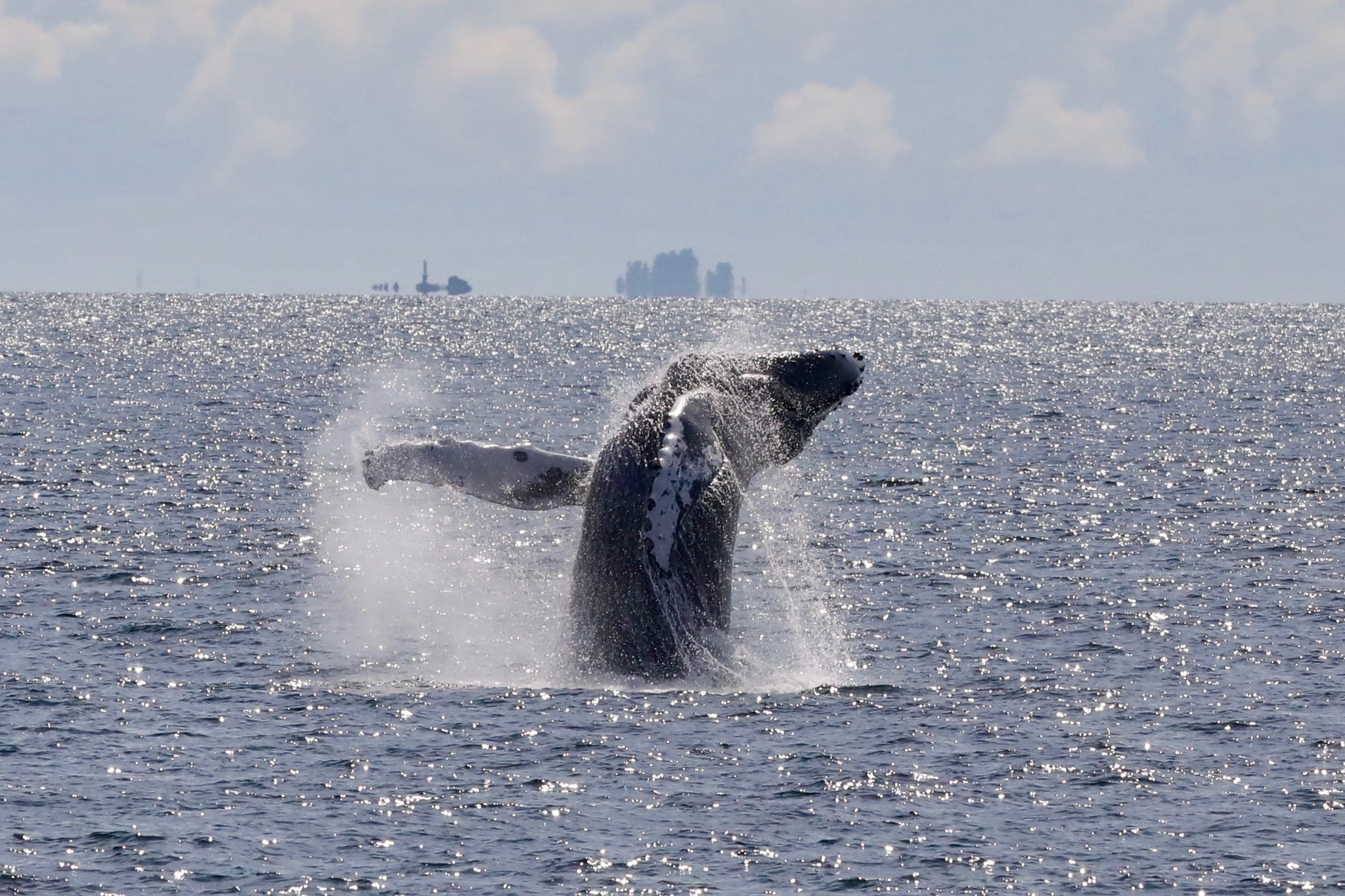 Humpback whale breaching in sunlit water in Chatham Sound.