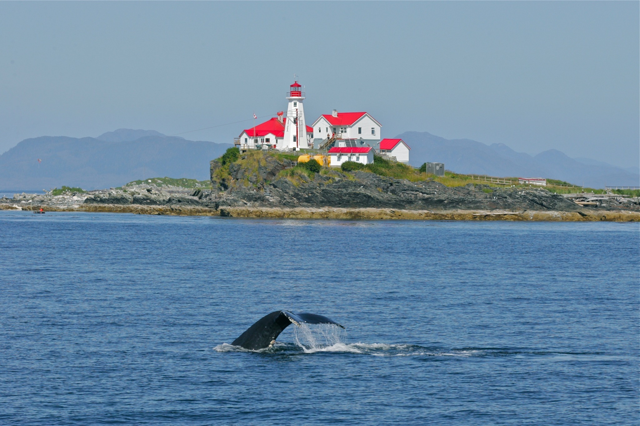 Humpback whale fluke near a North Coast lighthouse in Chatham Sound.
