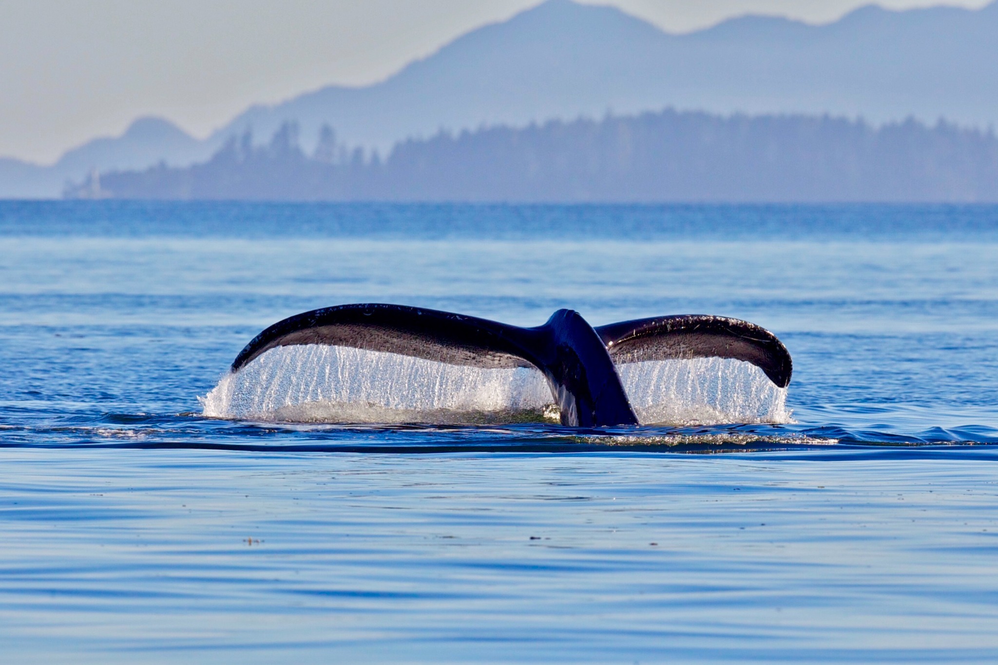 Humpback whale tail above the water in Chatham Sound.
