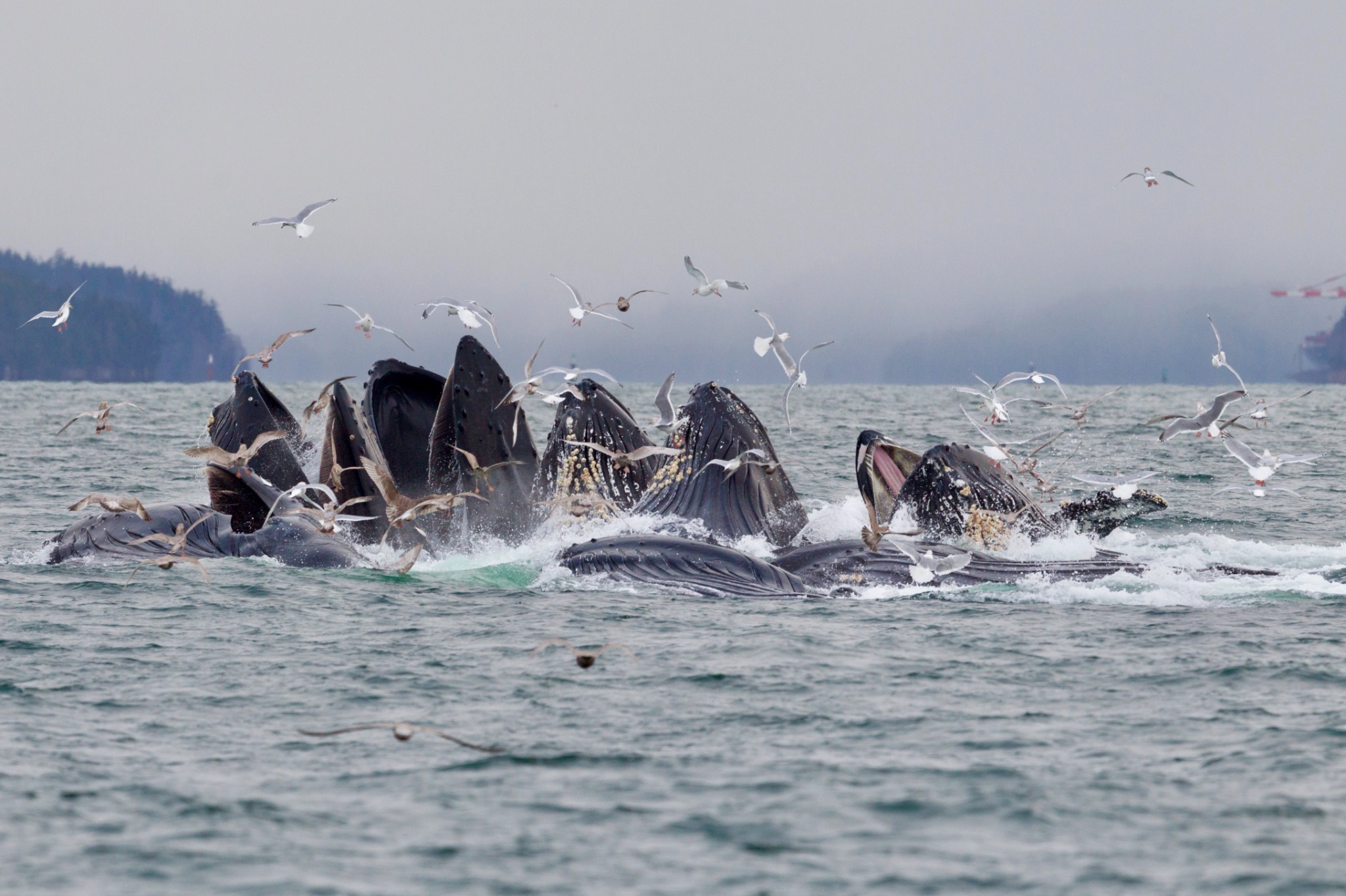Humpback whales bubble-net feeding with gulls in Chatham Sound.