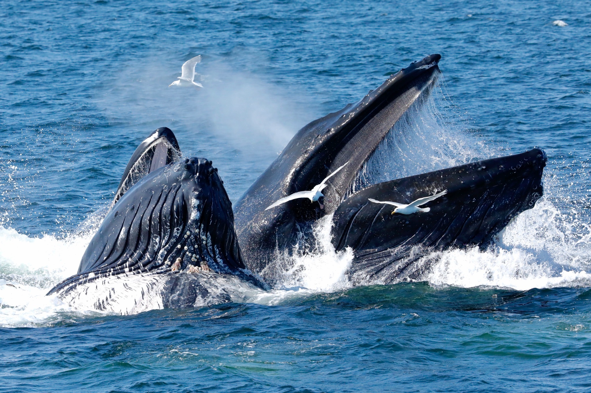 Humpback whales lunge feeding in Chatham Sound with gulls overhead.