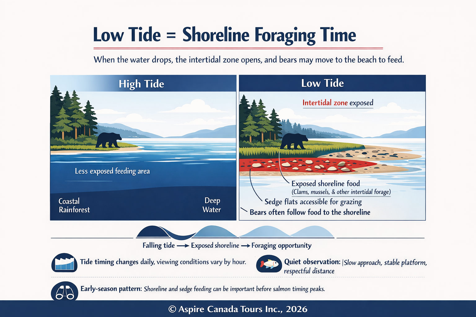 Infographic showing how low tide exposes intertidal shoreline food sources in Khutzeymateen Provincial Park, British Columbia, which can draw grizzly bears out of the coastal rainforest to forage along the beach.