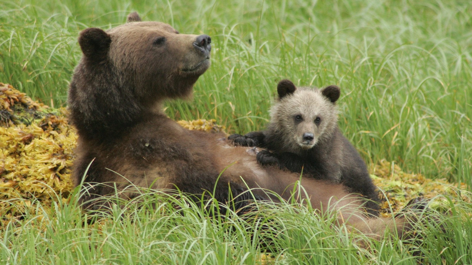 Grizzly bear sow resting with cub in sedge grass in the Khutzeymateen Grizzly Bear Sanctuary.
