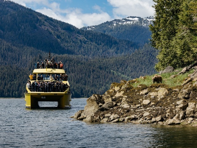 Guests view a grizzly bear from the M/V Inside Passage catamaran in the Khutzeymateen